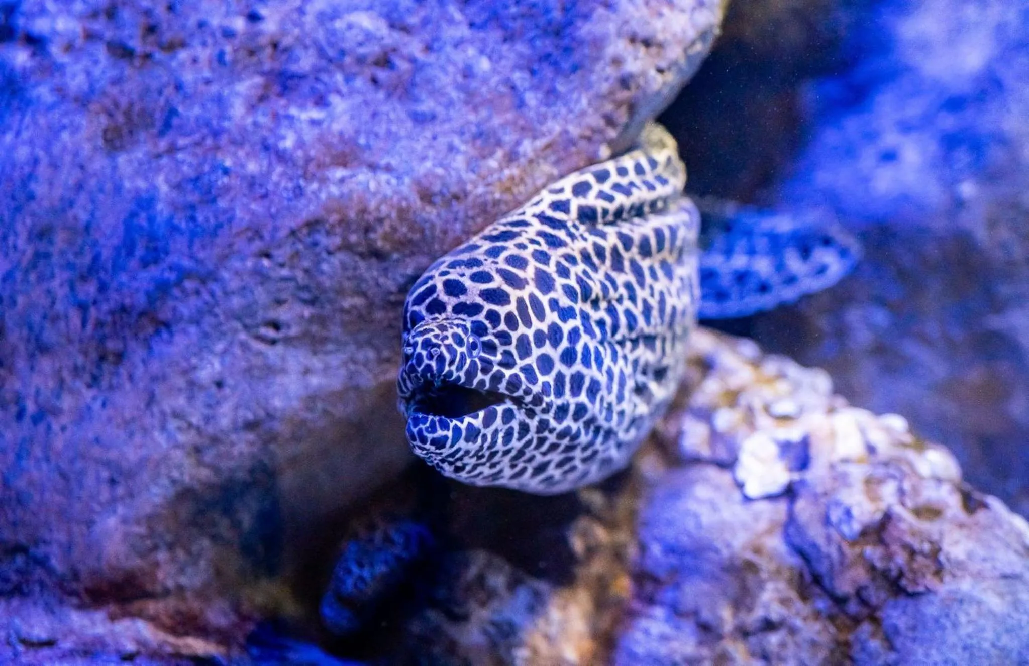 Entertainment in Must Leblon - pacote: 4 Hóspedes, Praia + 1 Ticket