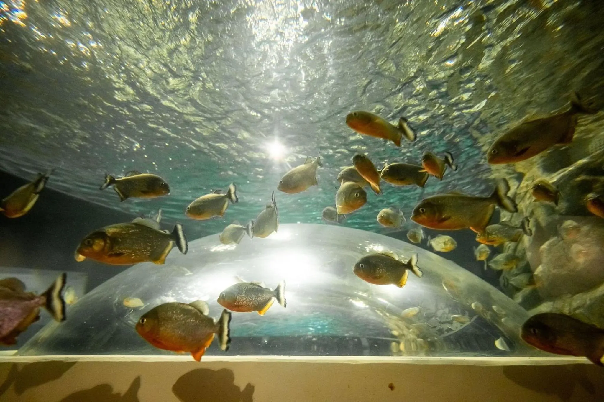 Entertainment in Must Leblon - pacote: 4 Hóspedes, Praia + 1 Ticket