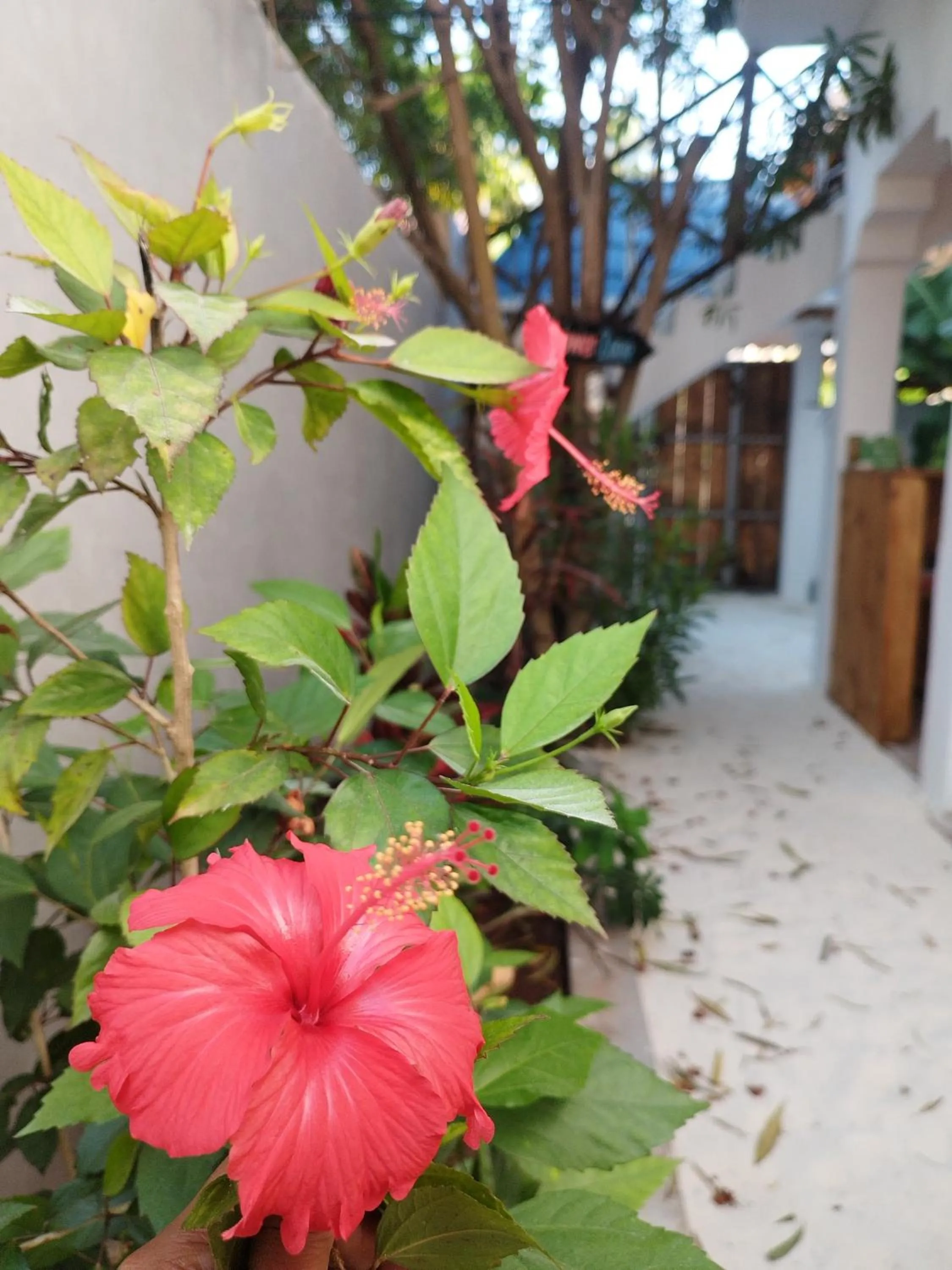 Day in Pamoja Beach Stays Hotel in Jambiani