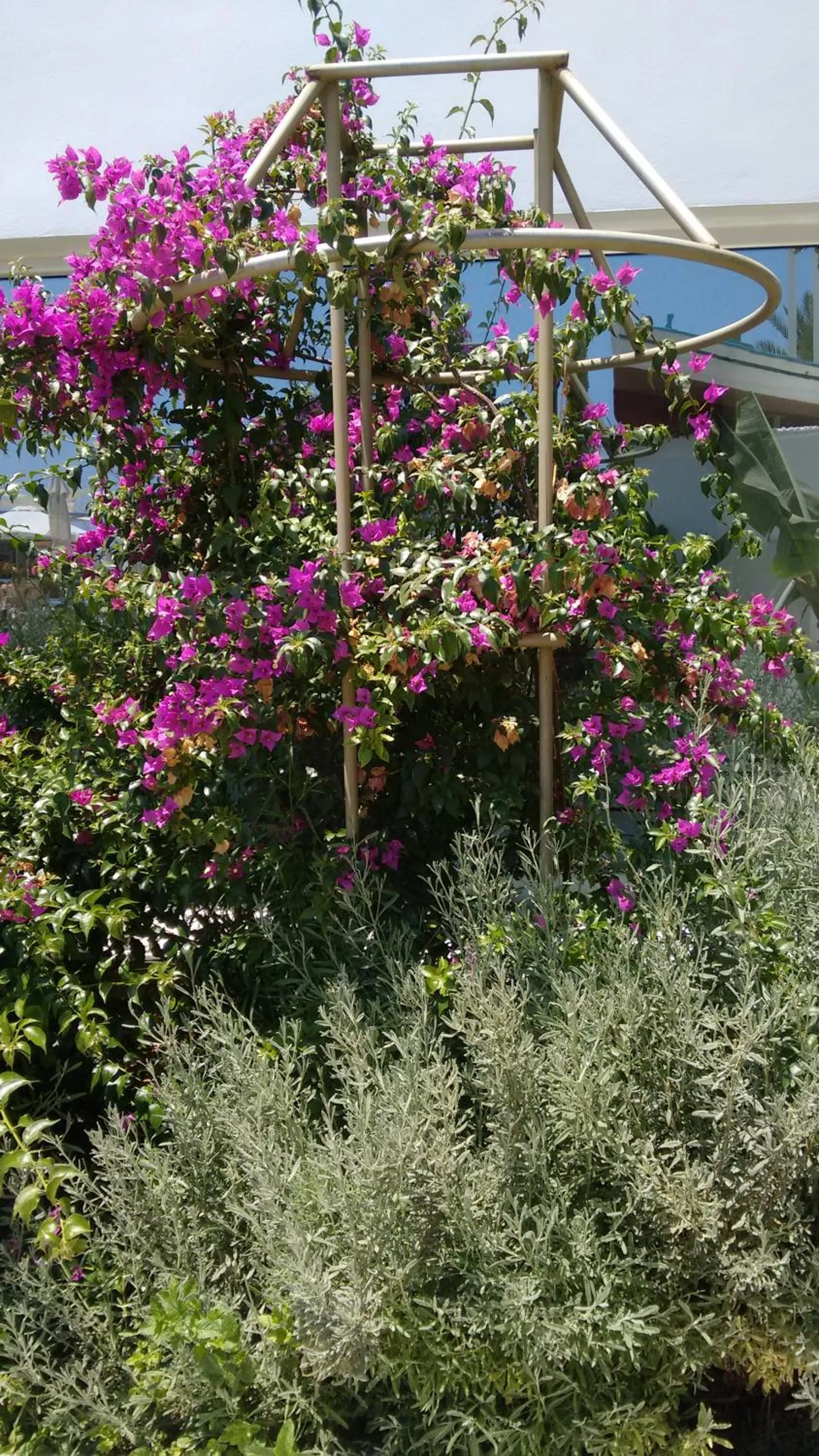 Garden in Vrissaki Beach Hotel