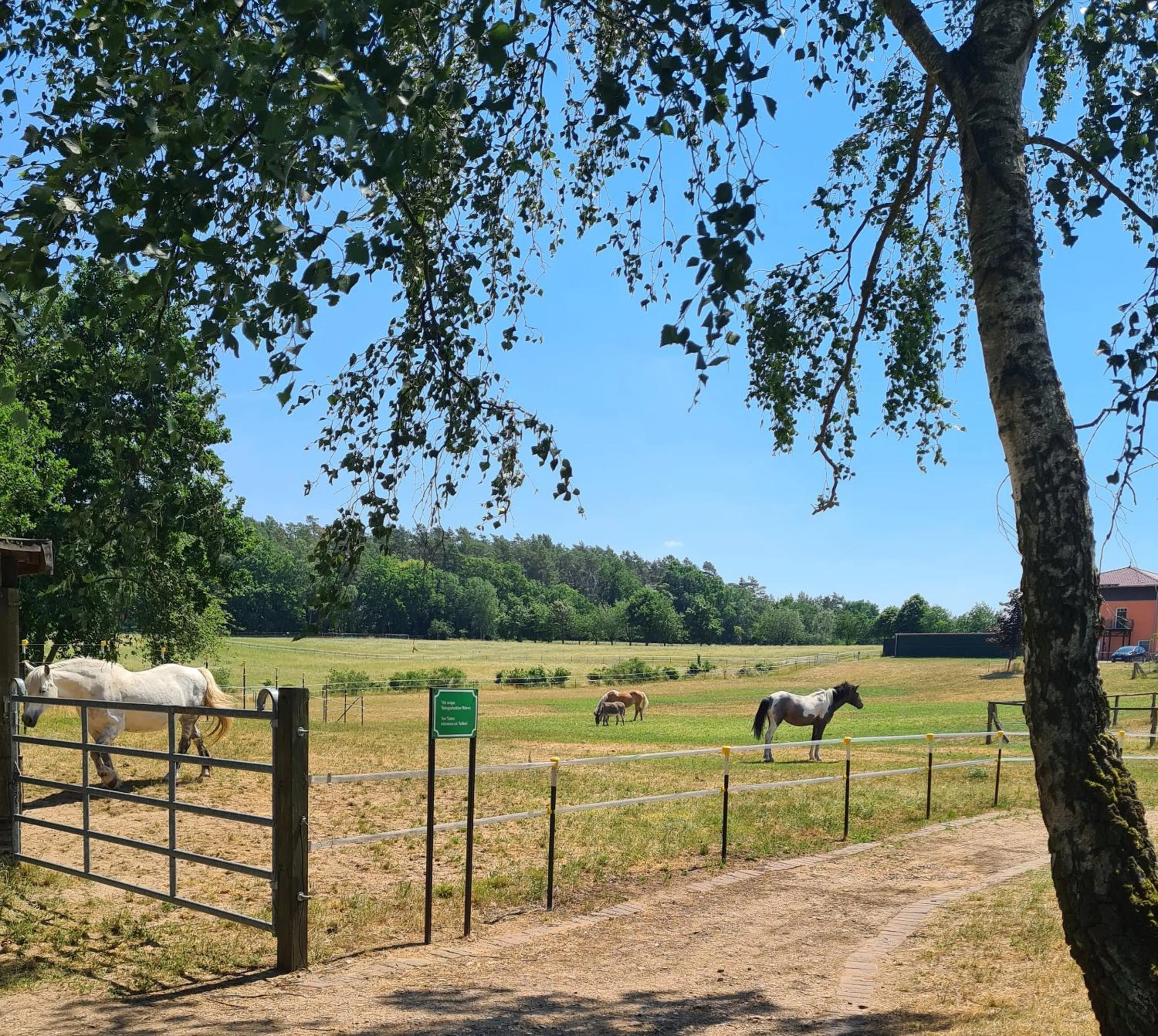 Horse-riding in Kur-& Landhotel Borstel - Treff