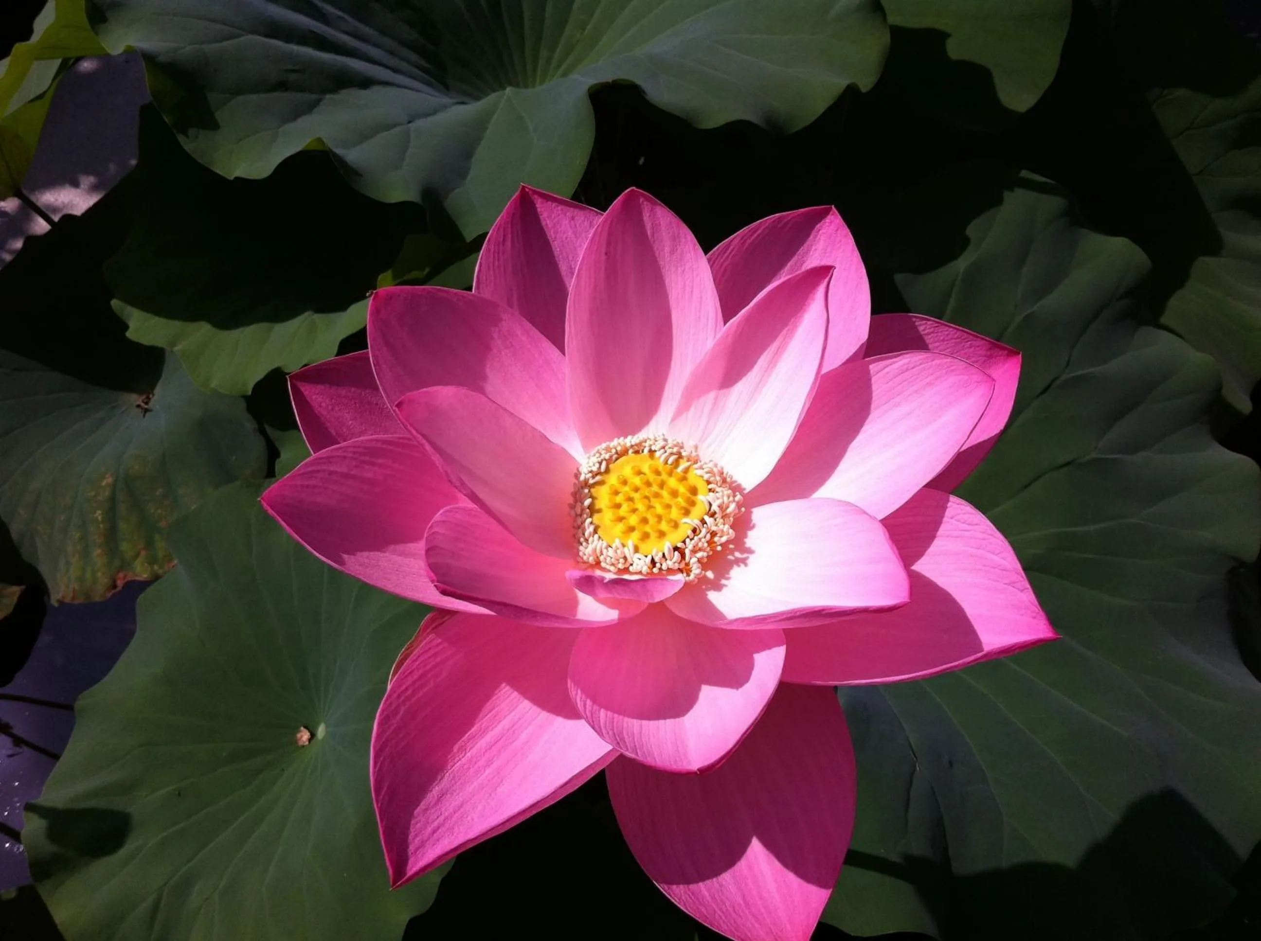 Garden in B&B Simona