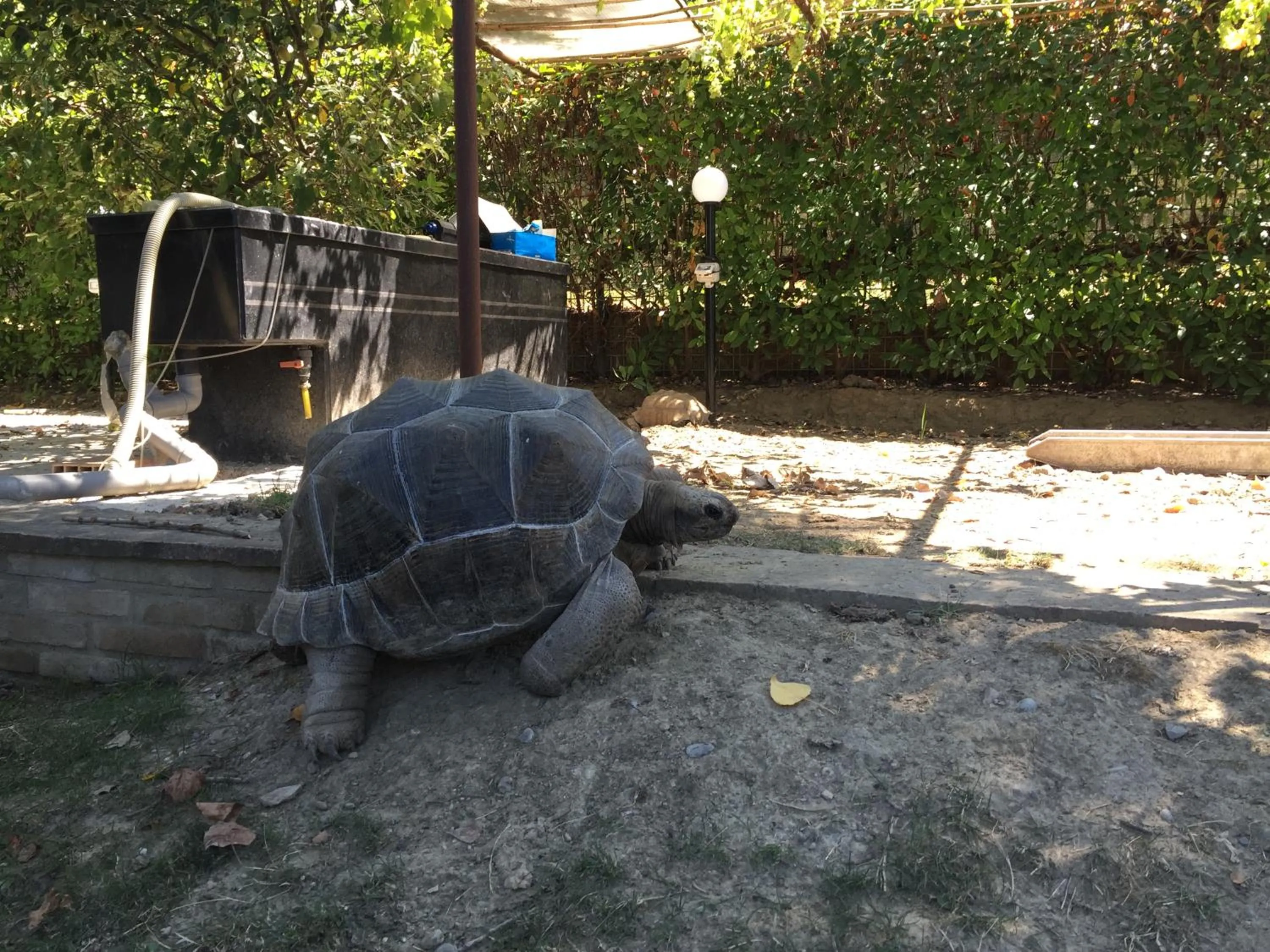 Animals in B&B Simona