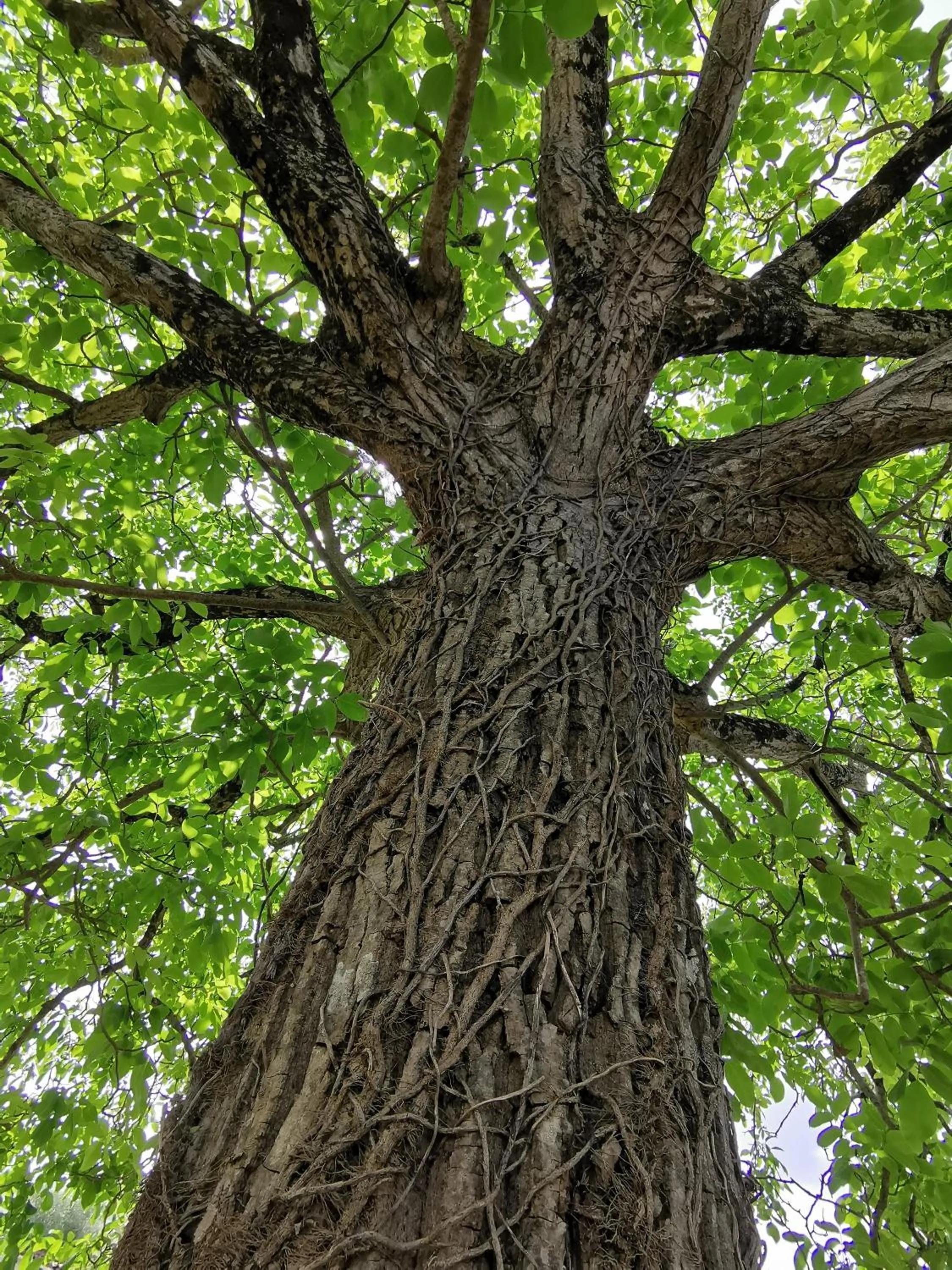 Garden in L'Ancienne Distillerie
