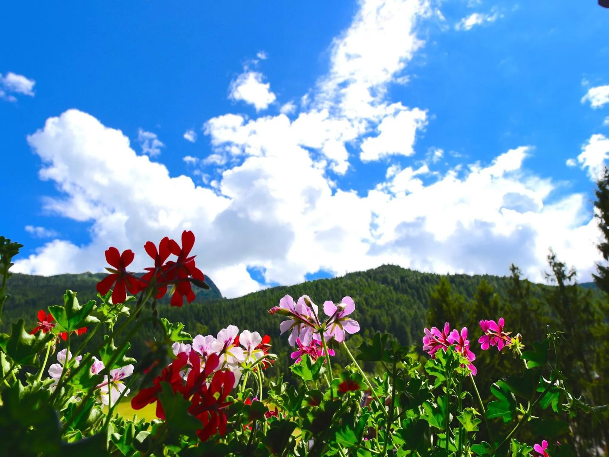 Mountain view in Hotel Ginepro