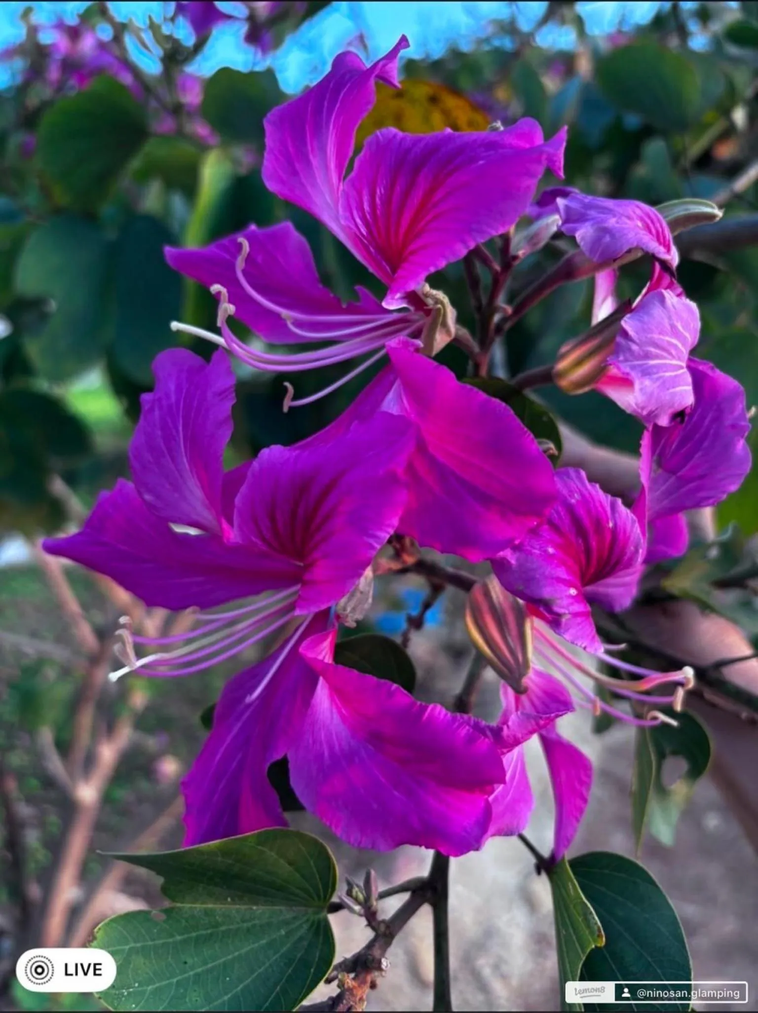Garden in NiNo San Glamping - Pak Chong