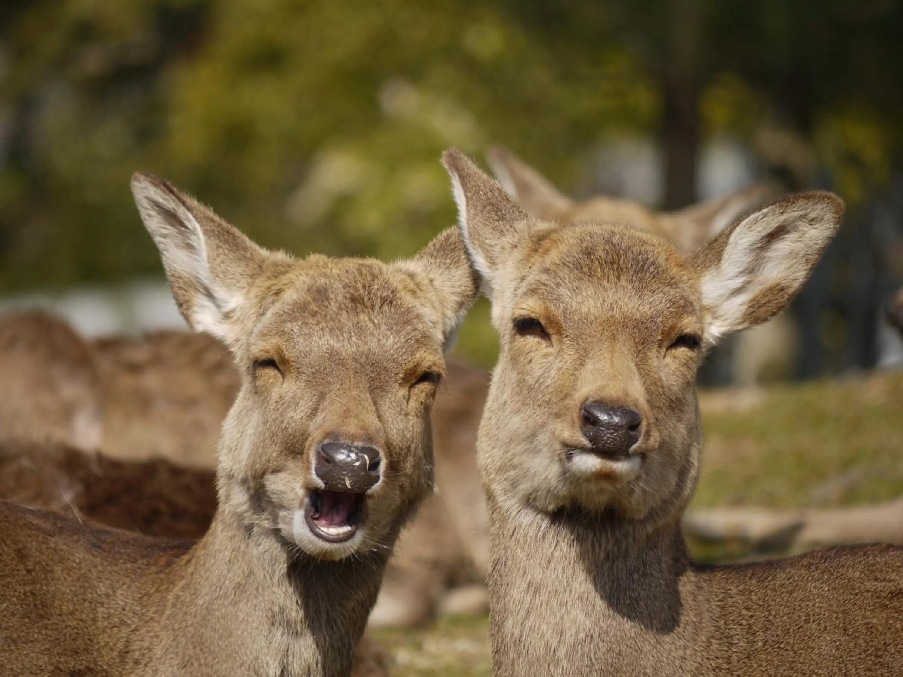 Animals in Wakasa Annex