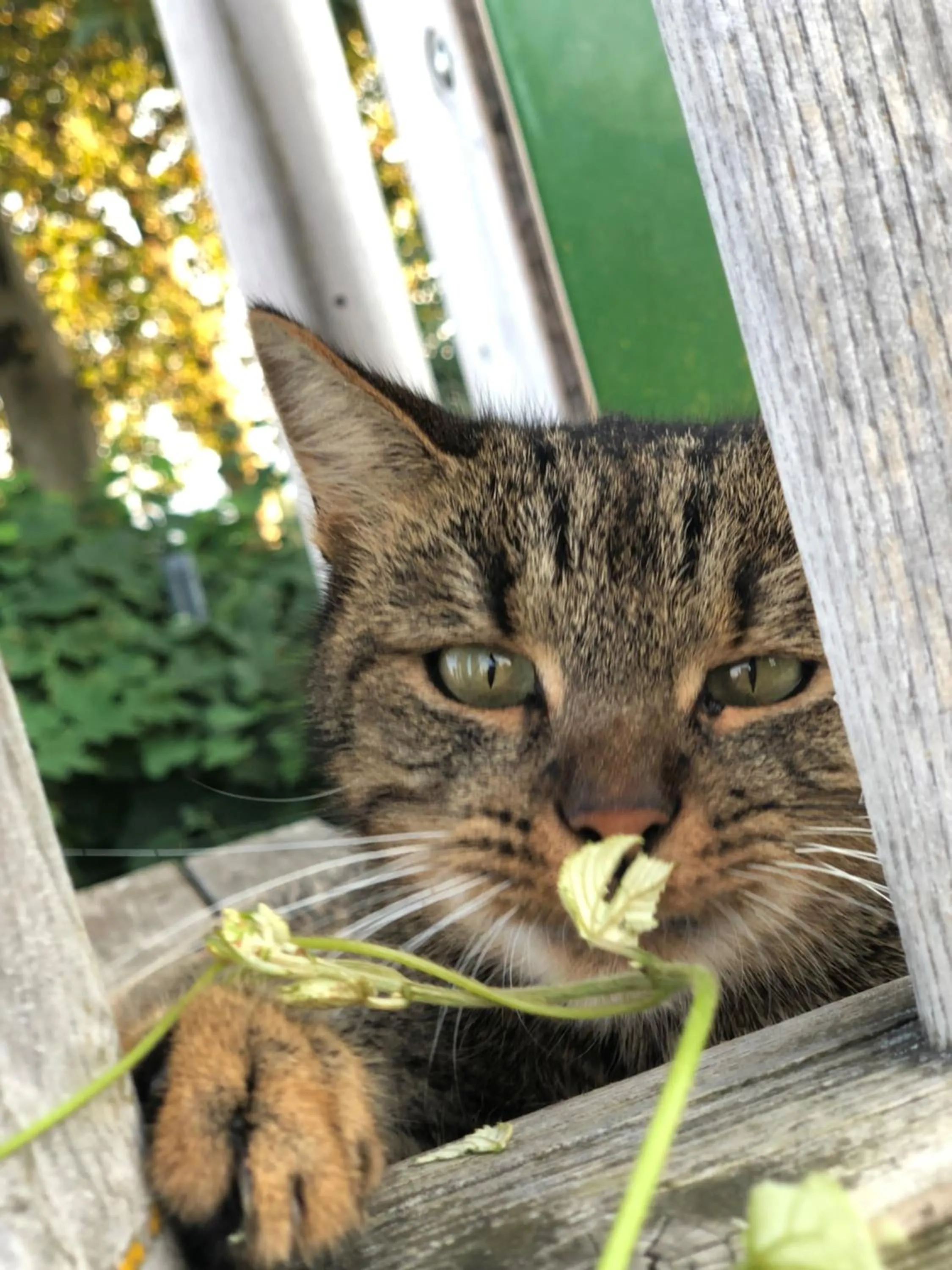 Animals in Weinrefugium Brolli