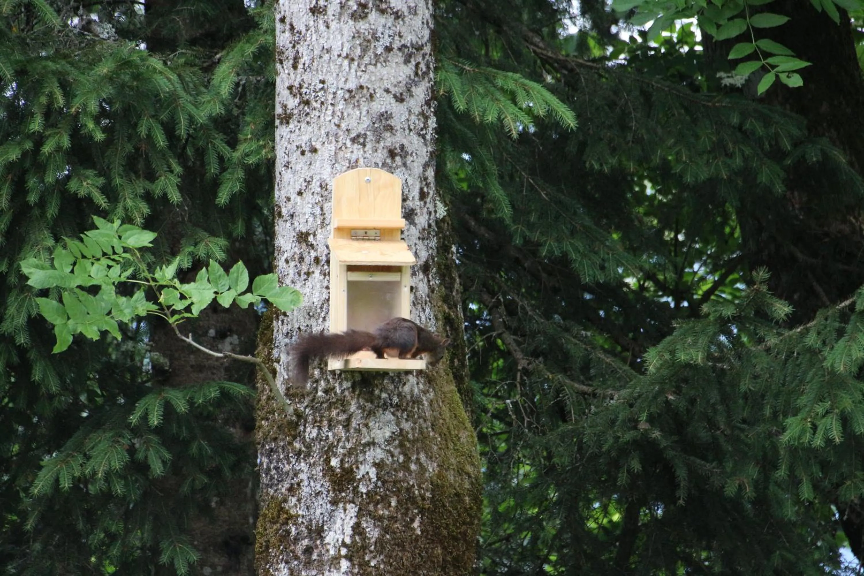 Animals in Pension Gasthof Arriach