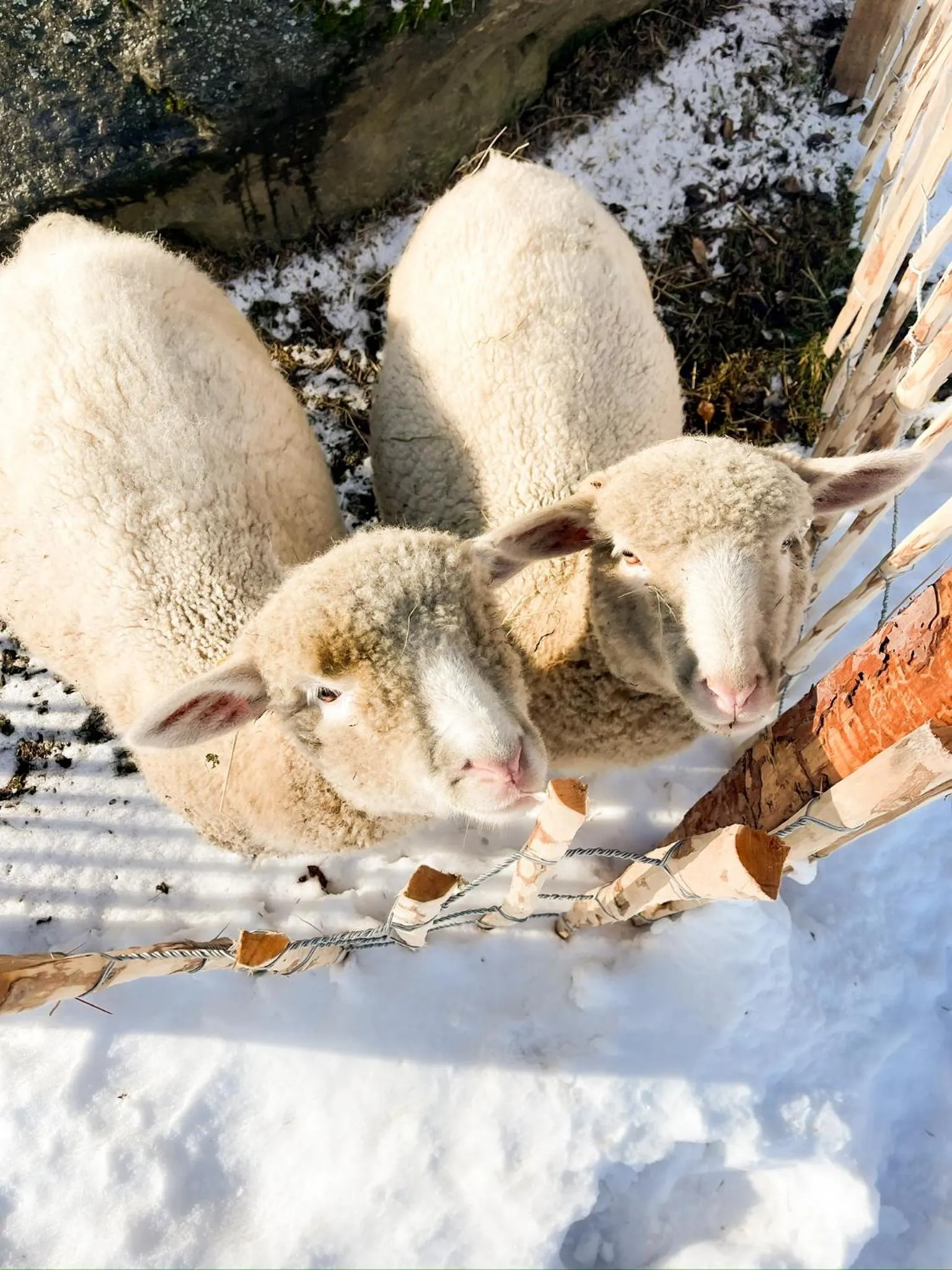 Winter in Pension Gasthof Arriach