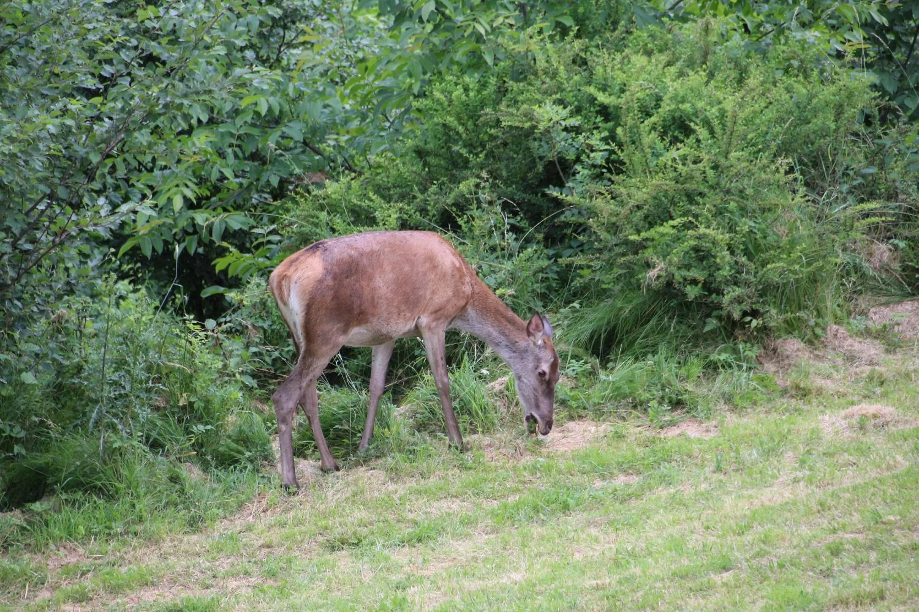 Garden in Pension Gasthof Arriach