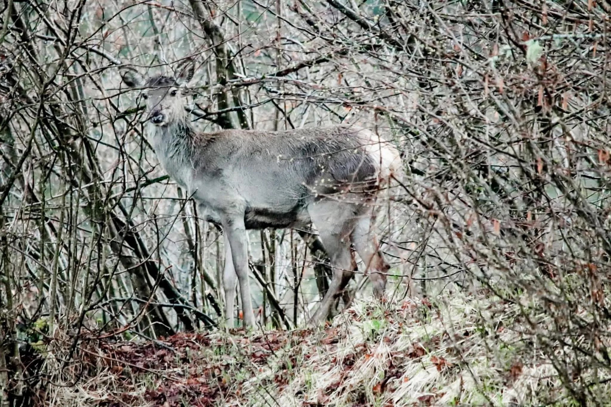 Garden in Pension Gasthof Arriach