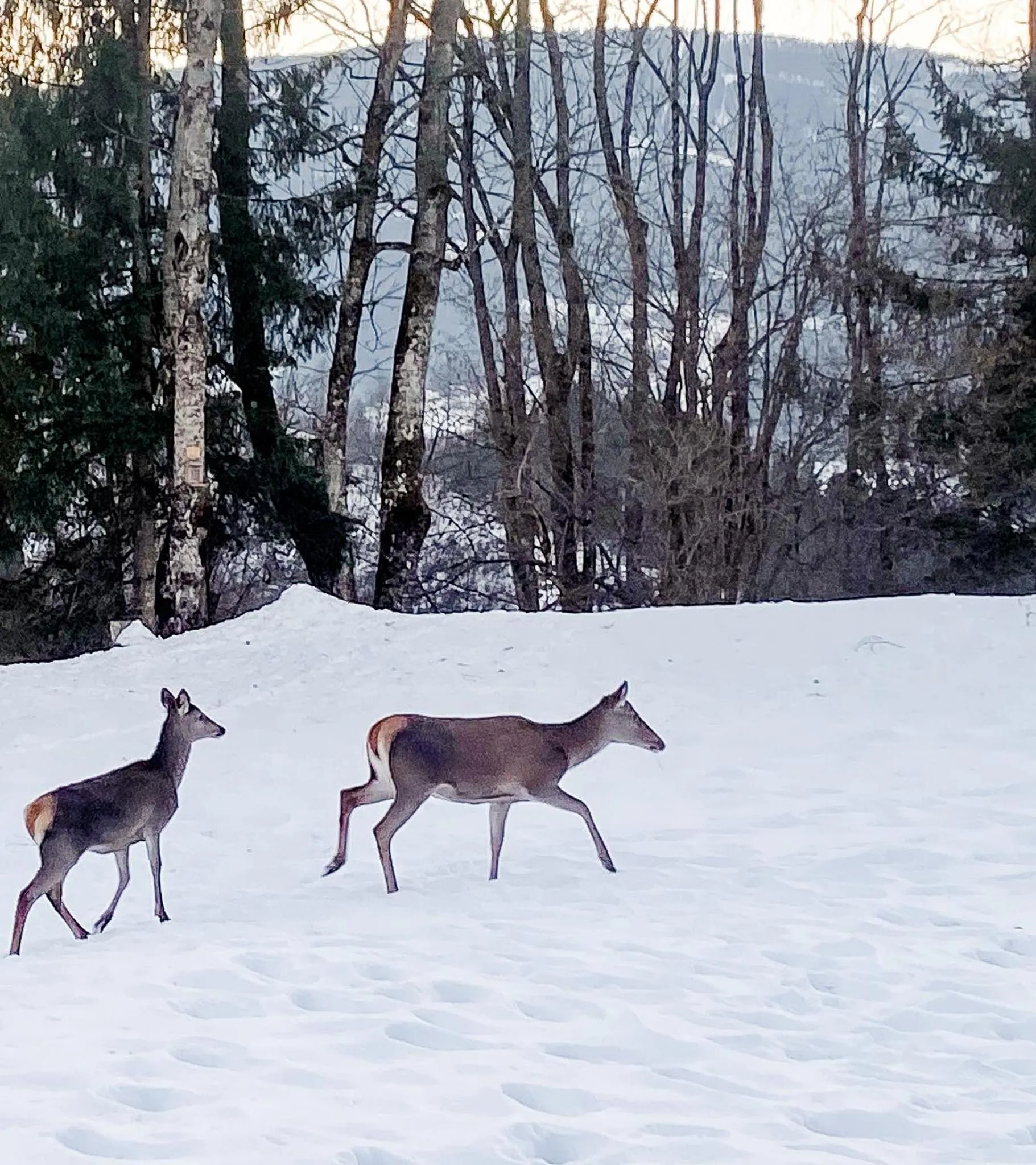 Garden in Pension Gasthof Arriach