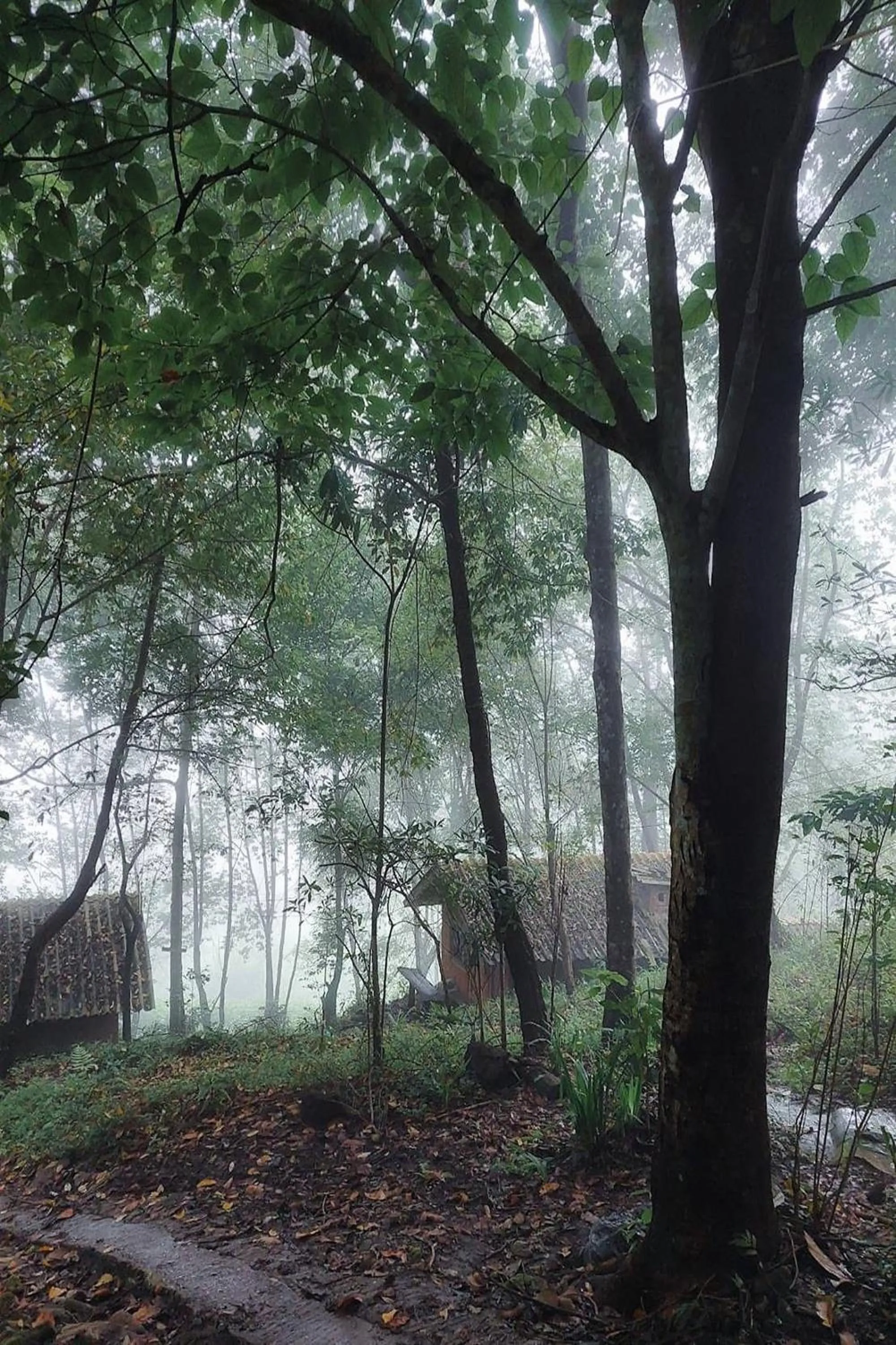 Garden in Doi PuMuen LAHU Homestay