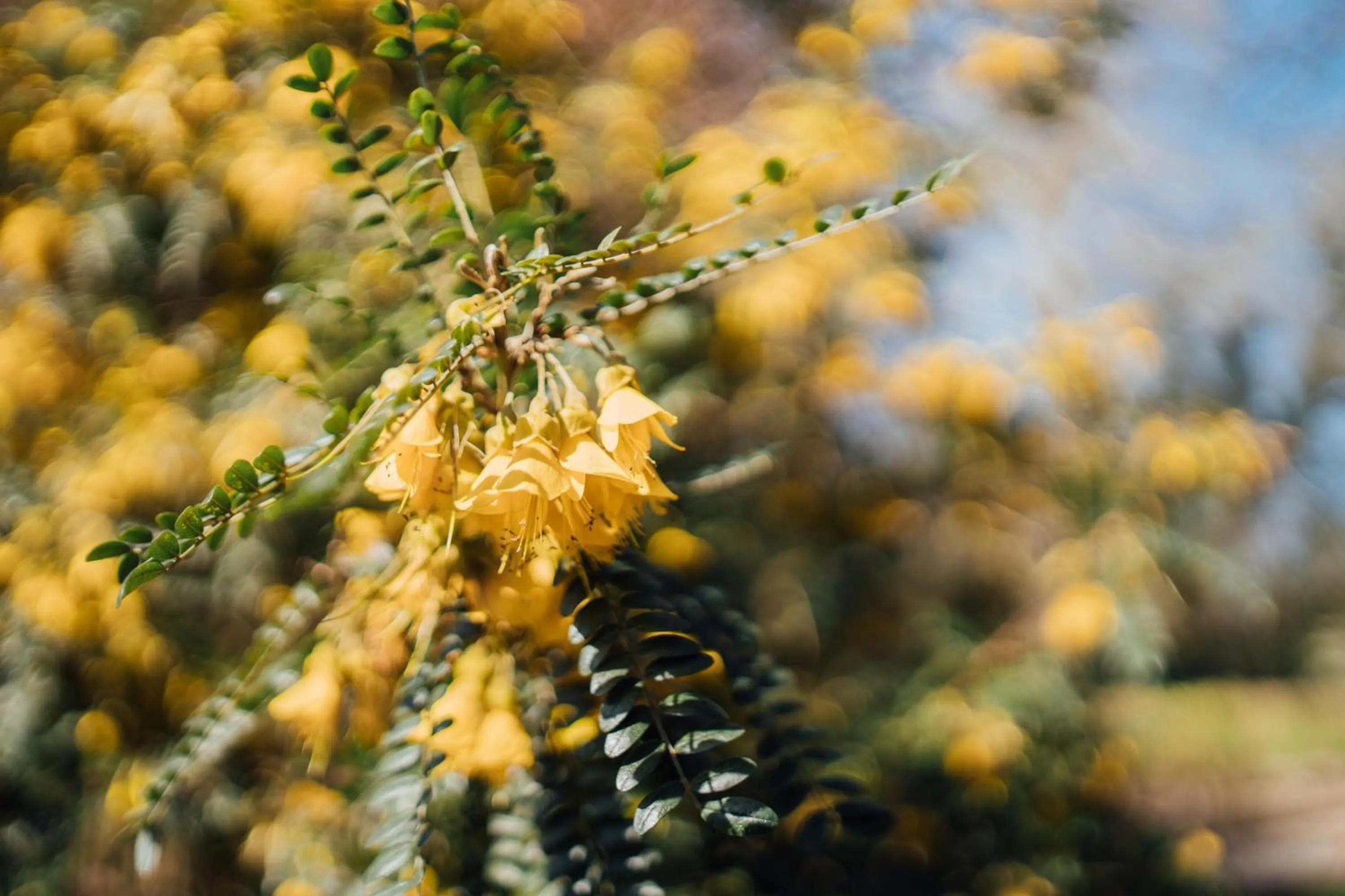 Garden in The Farthings Somerset