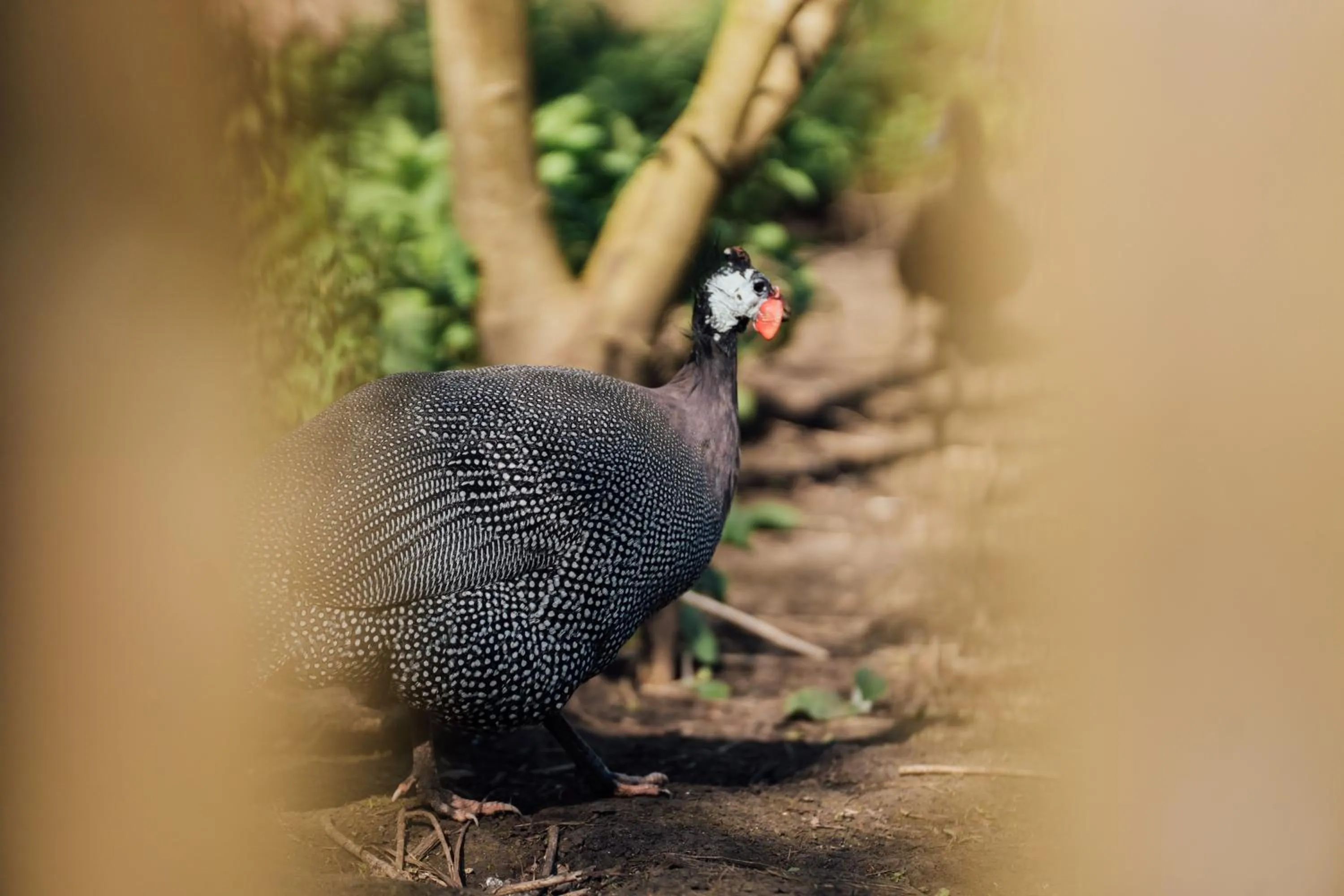 Garden in The Farthings Somerset