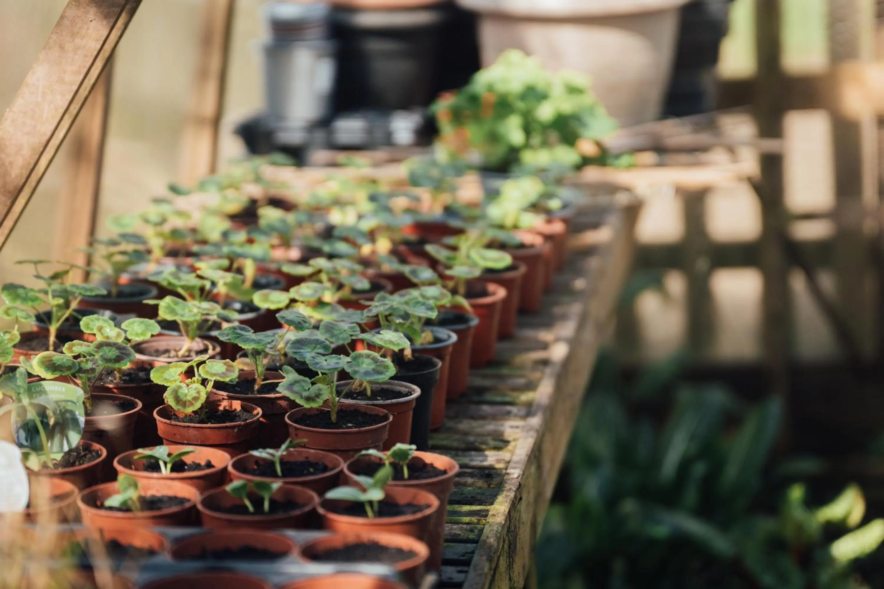 Garden in The Farthings Somerset