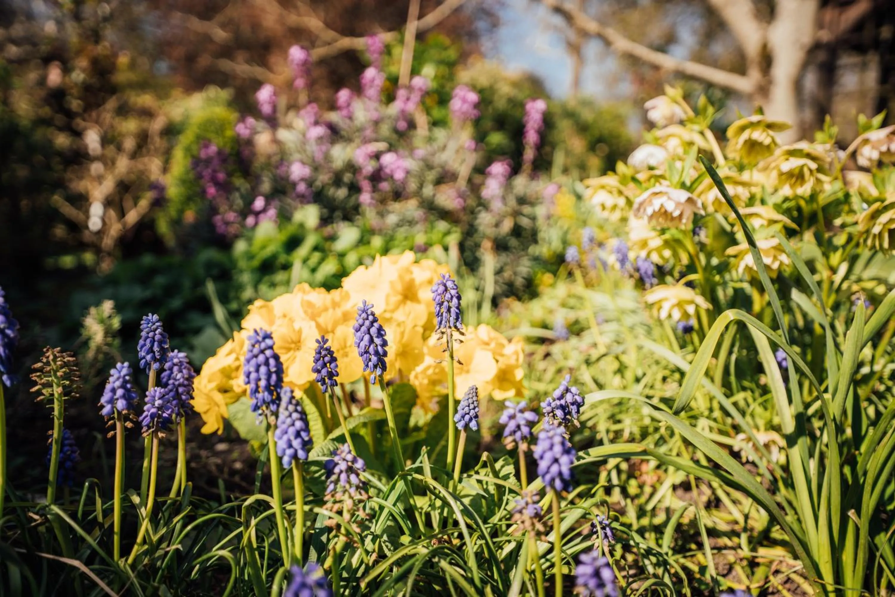 Garden in The Farthings Somerset