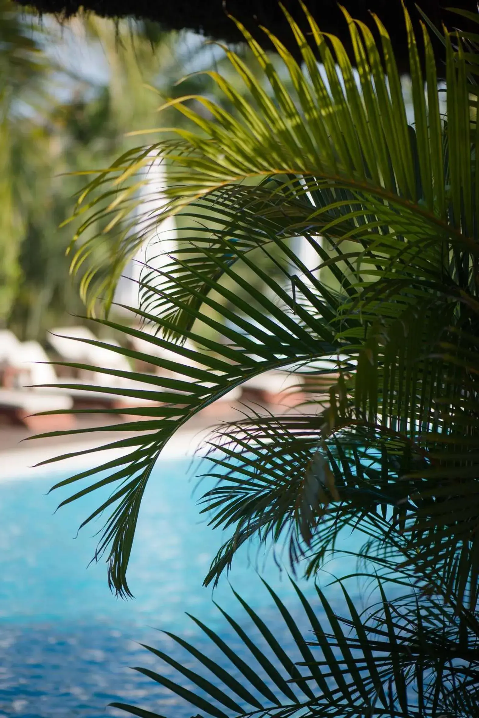 Swimming pool in Campo Bahia Hotel Villas Spa Swimming pool in Campo Bahia Hotel Villas Spa