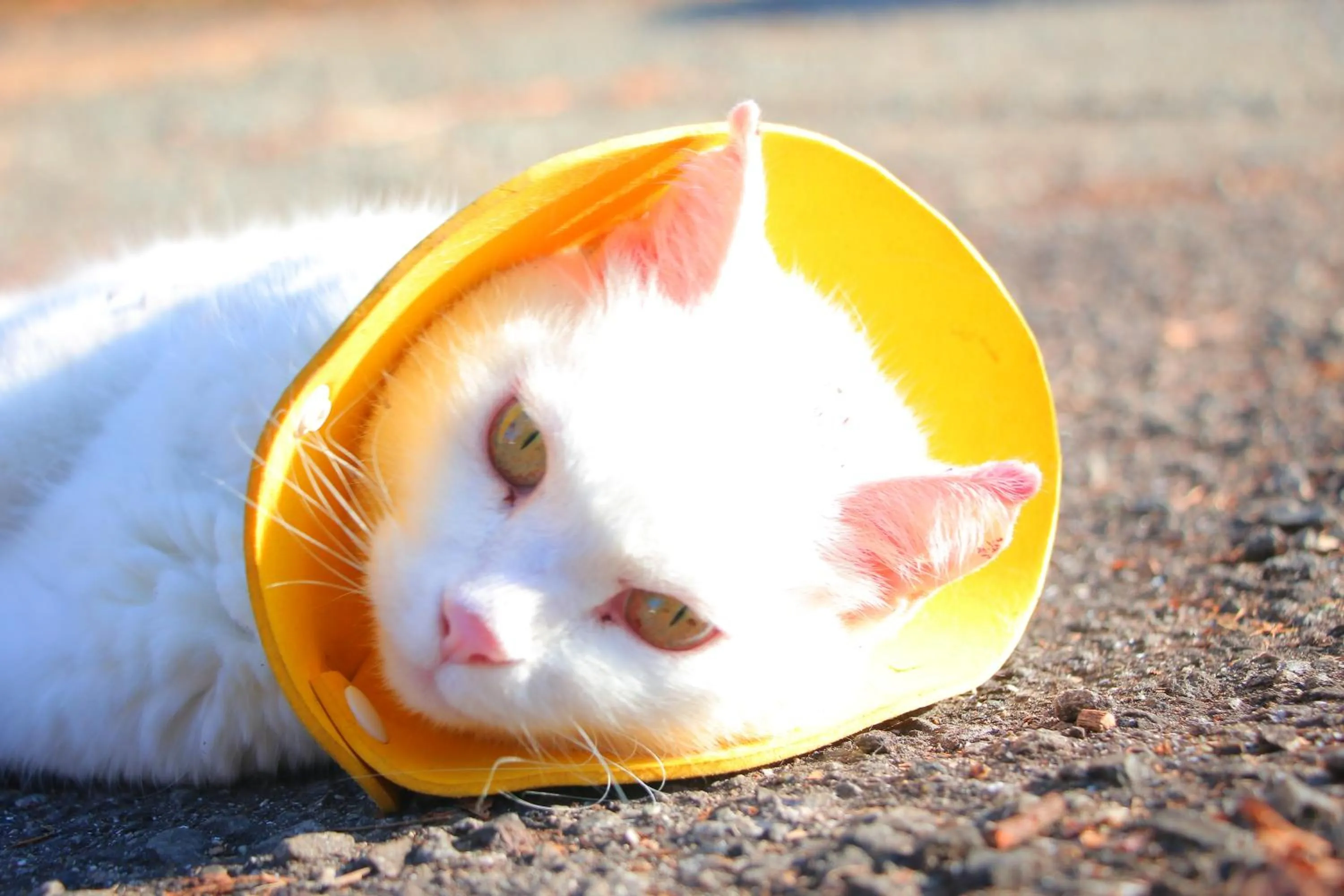 Animals in Auberge Koyama