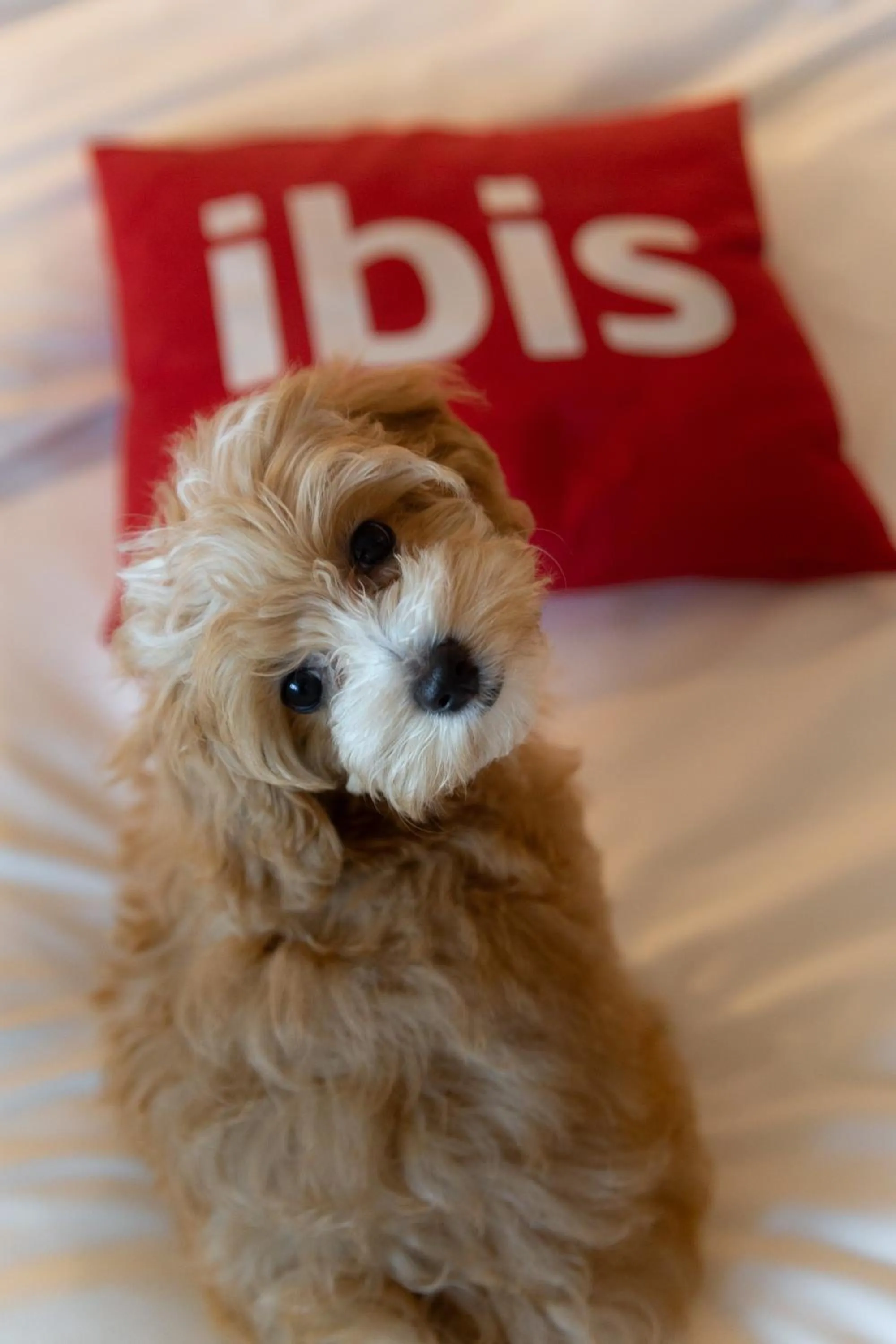 Animals in ibis Kyiv Beresteiska