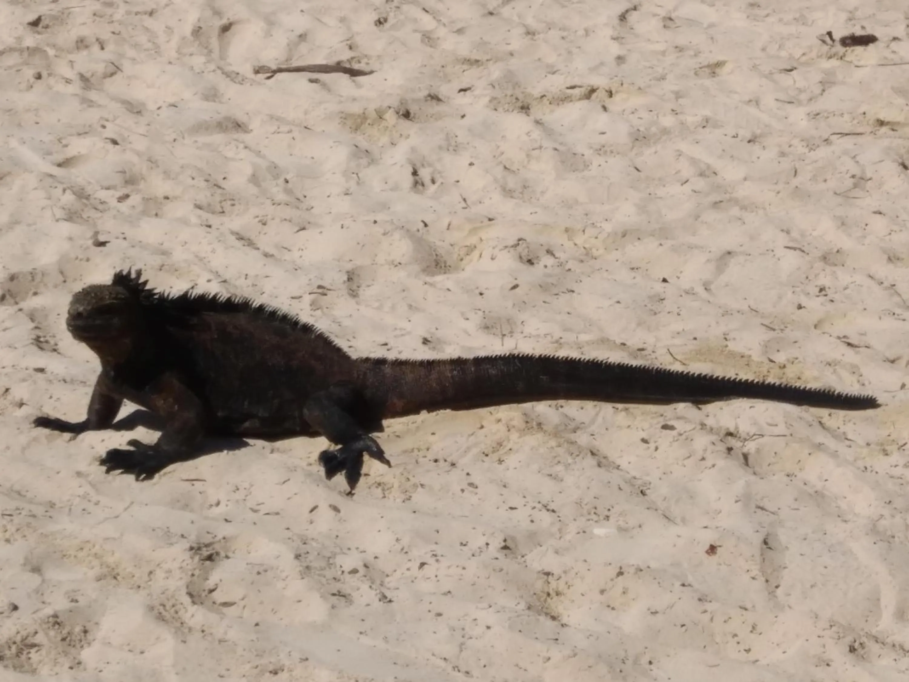 Natural landscape in Suymar Ecolodge Galapagos