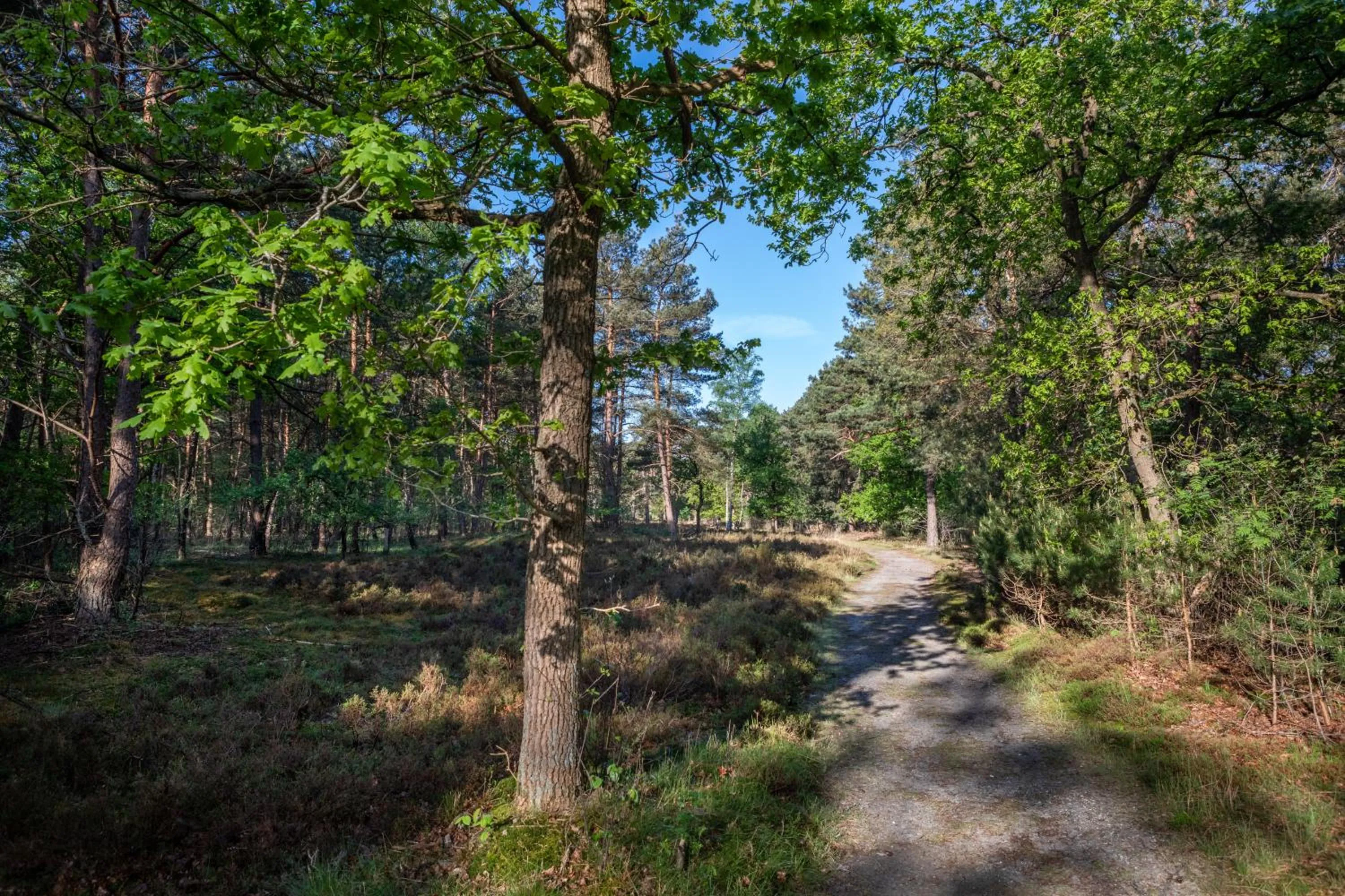 Natural landscape in Hotel Woudschoten