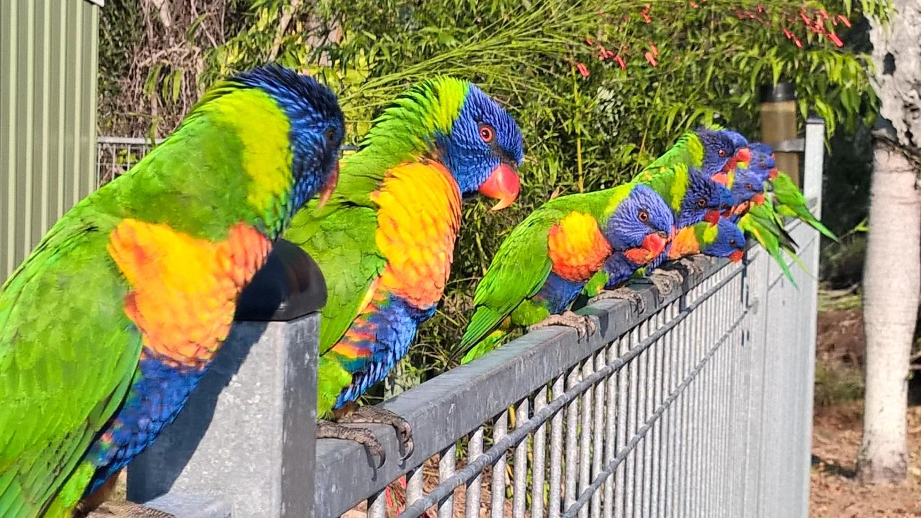 Animals in Magnetic Island Bed and Breakfast