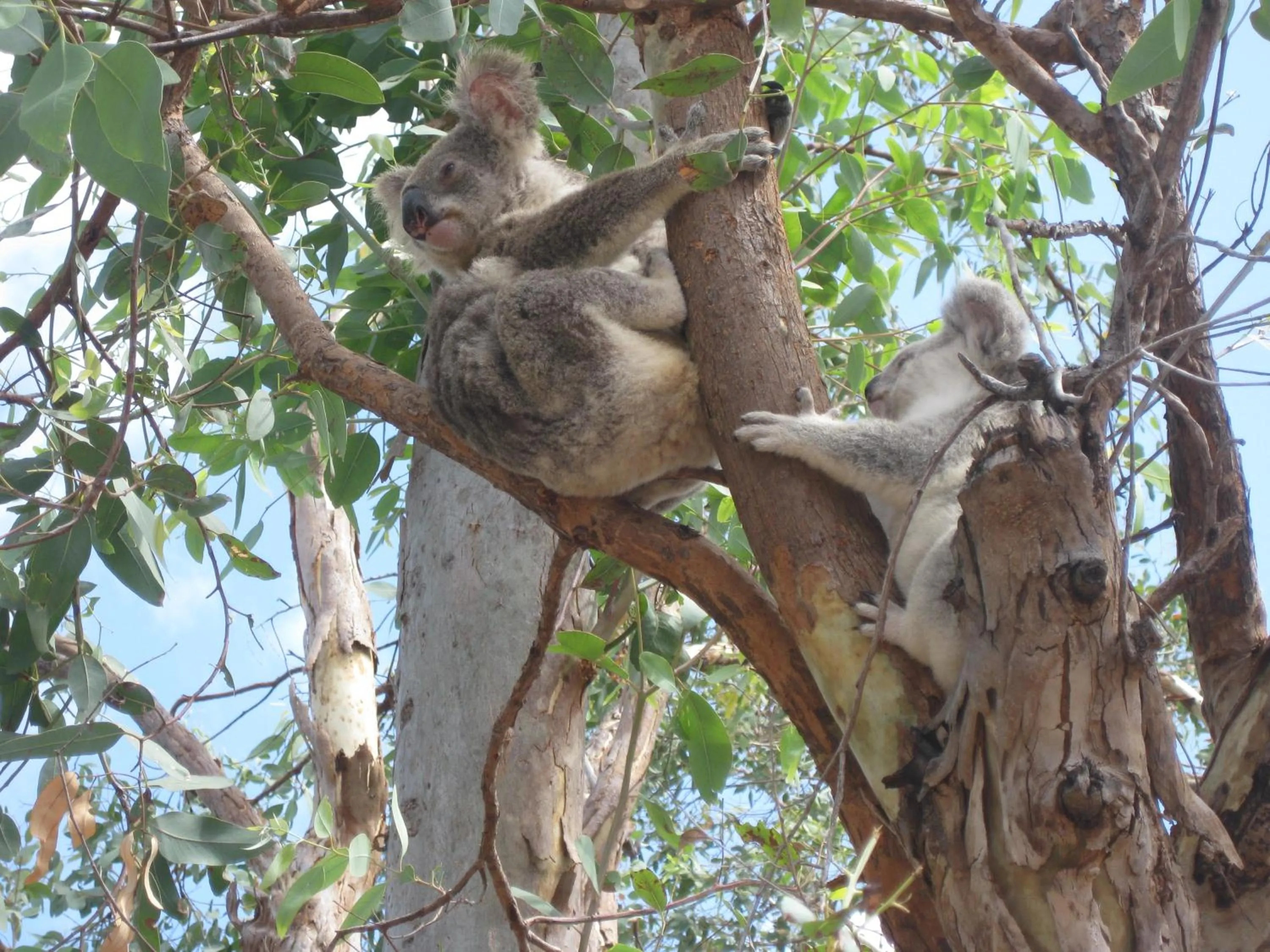 Animals in Magnetic Island Bed and Breakfast