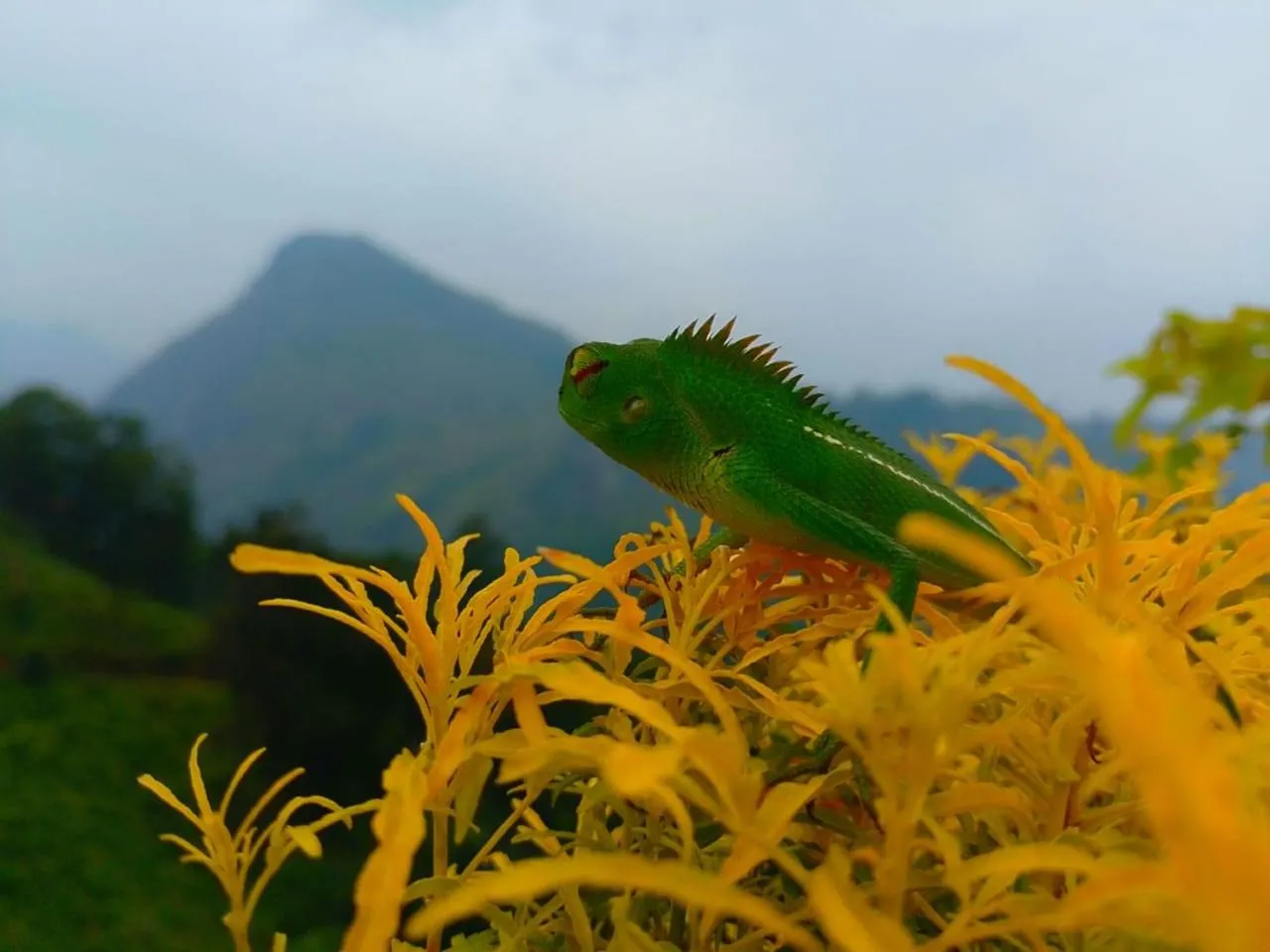 Ella Flower Garden Resort