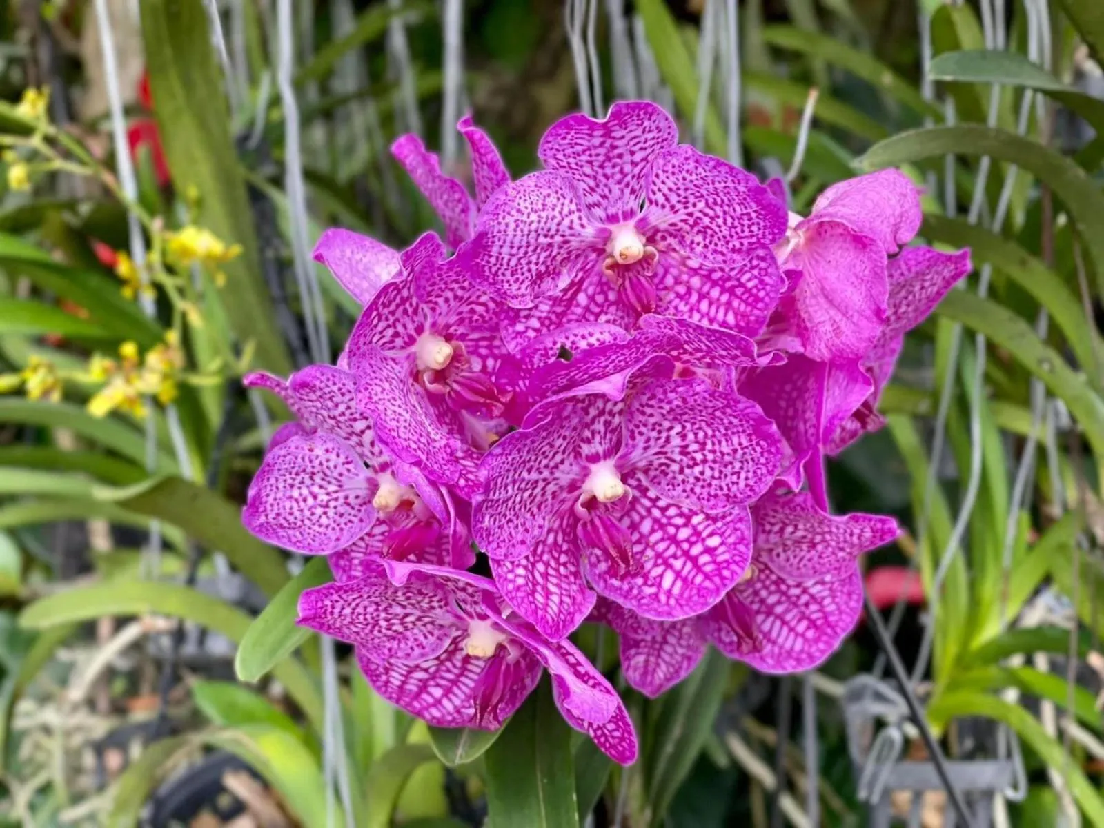 Ella Flower Garden Resort