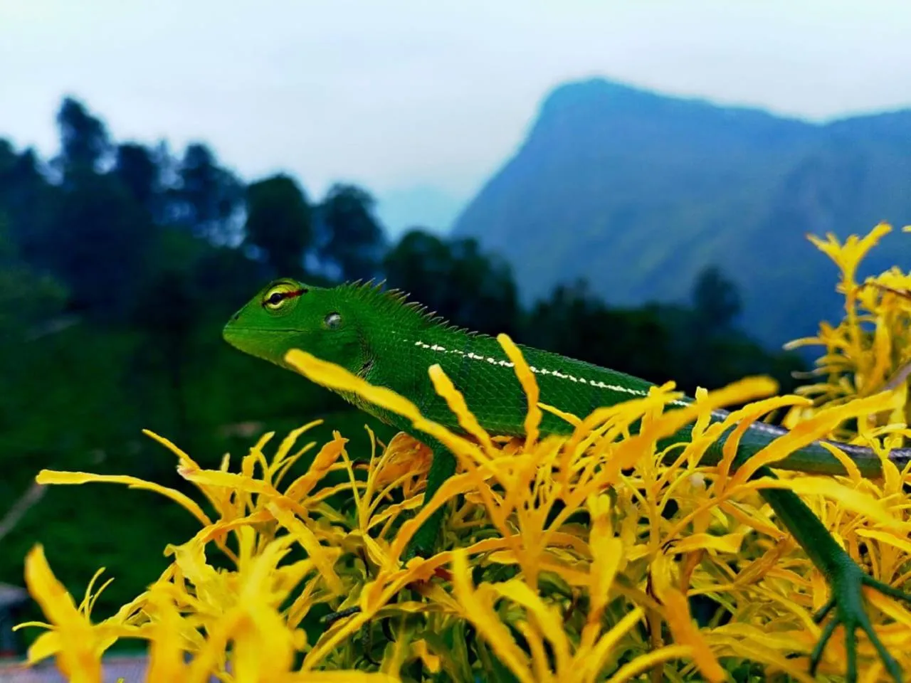 Natural landscape in Ella Flower Garden Resort