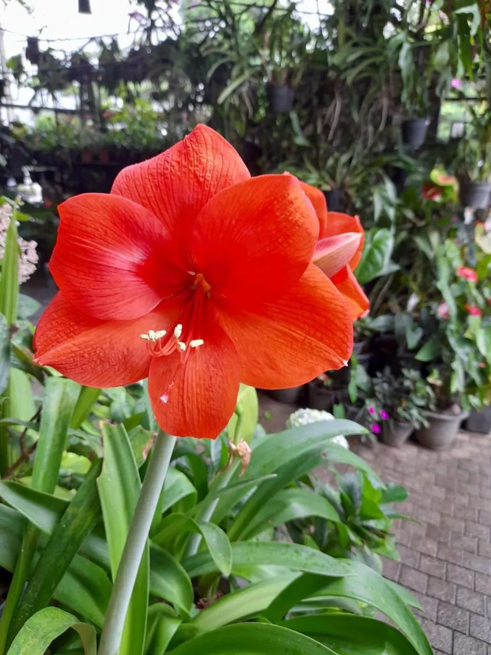 Ella Flower Garden Resort