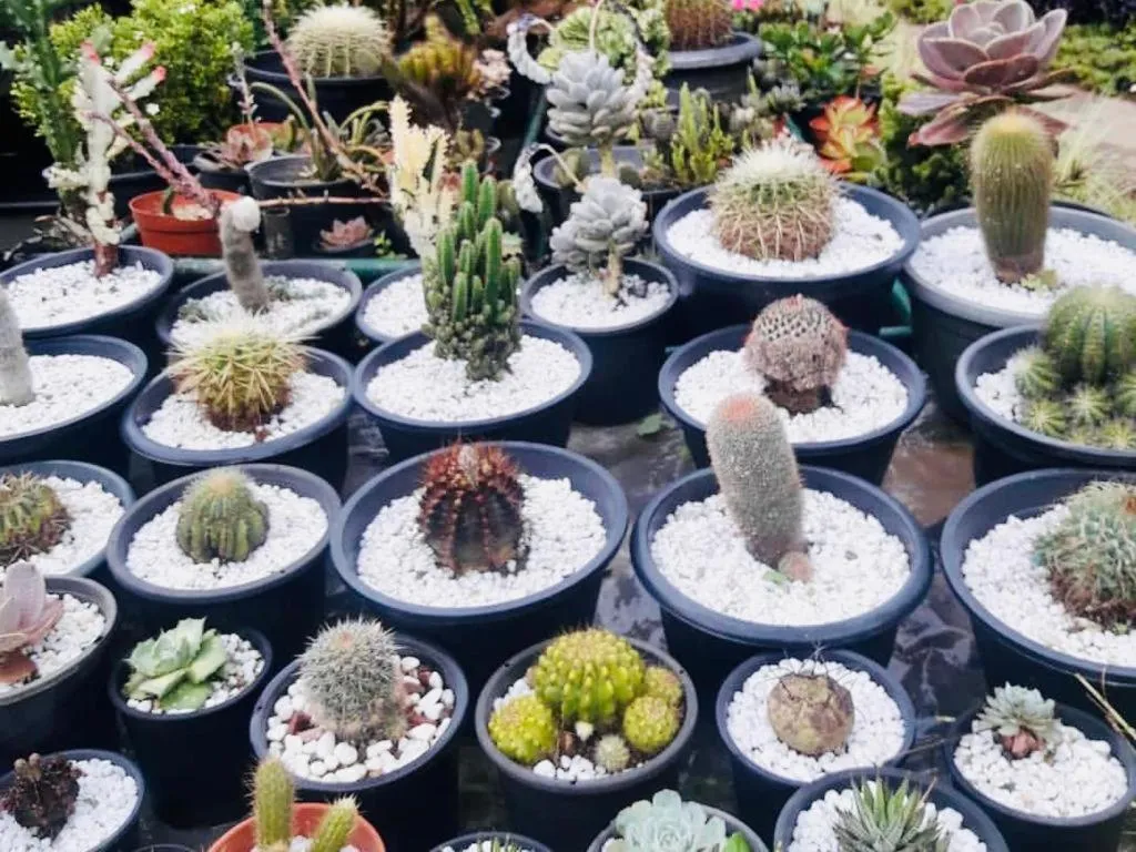 Ella Flower Garden Resort