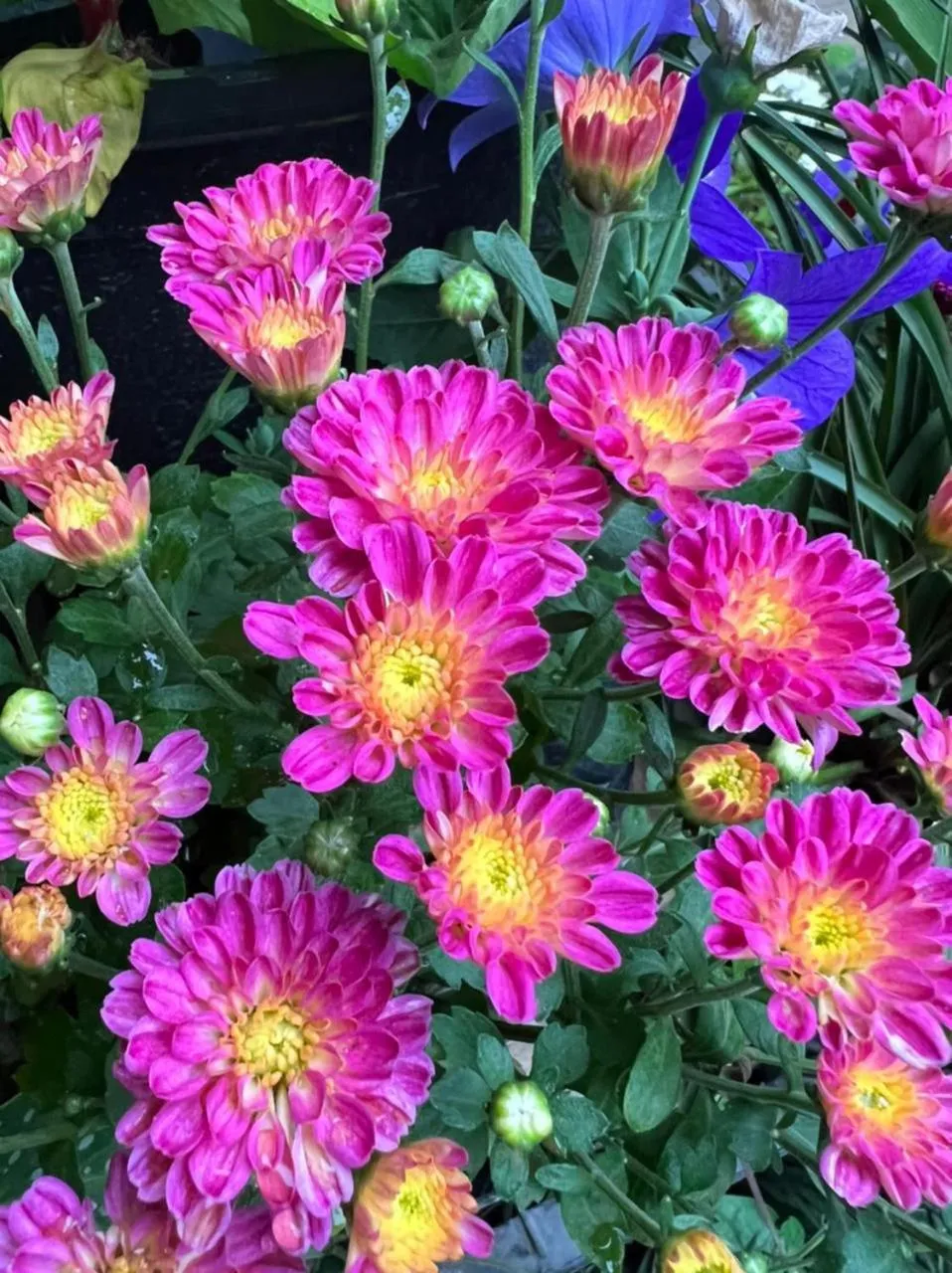 Ella Flower Garden Resort