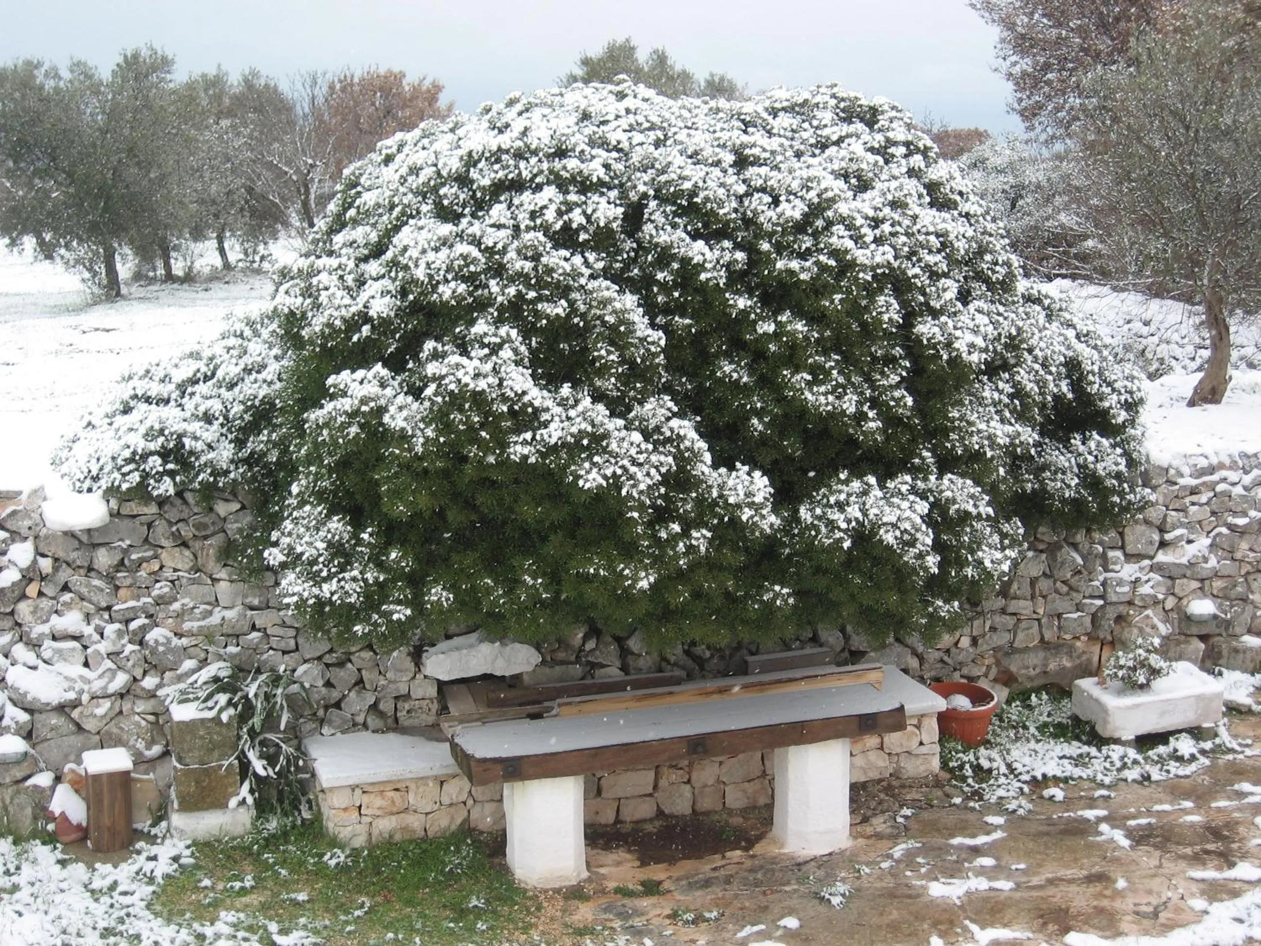 Garden view in B&b Cinque Stalle