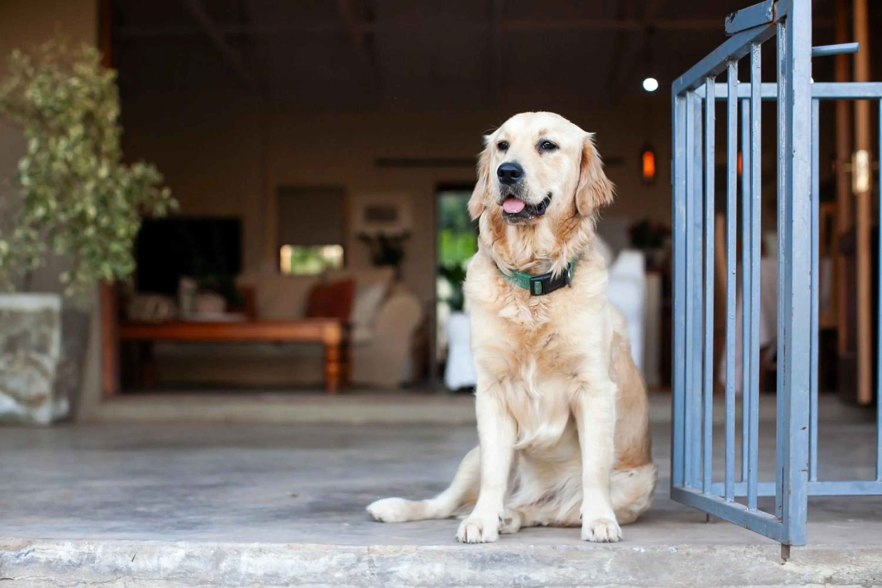Pets in Leipzig Country House & Winery