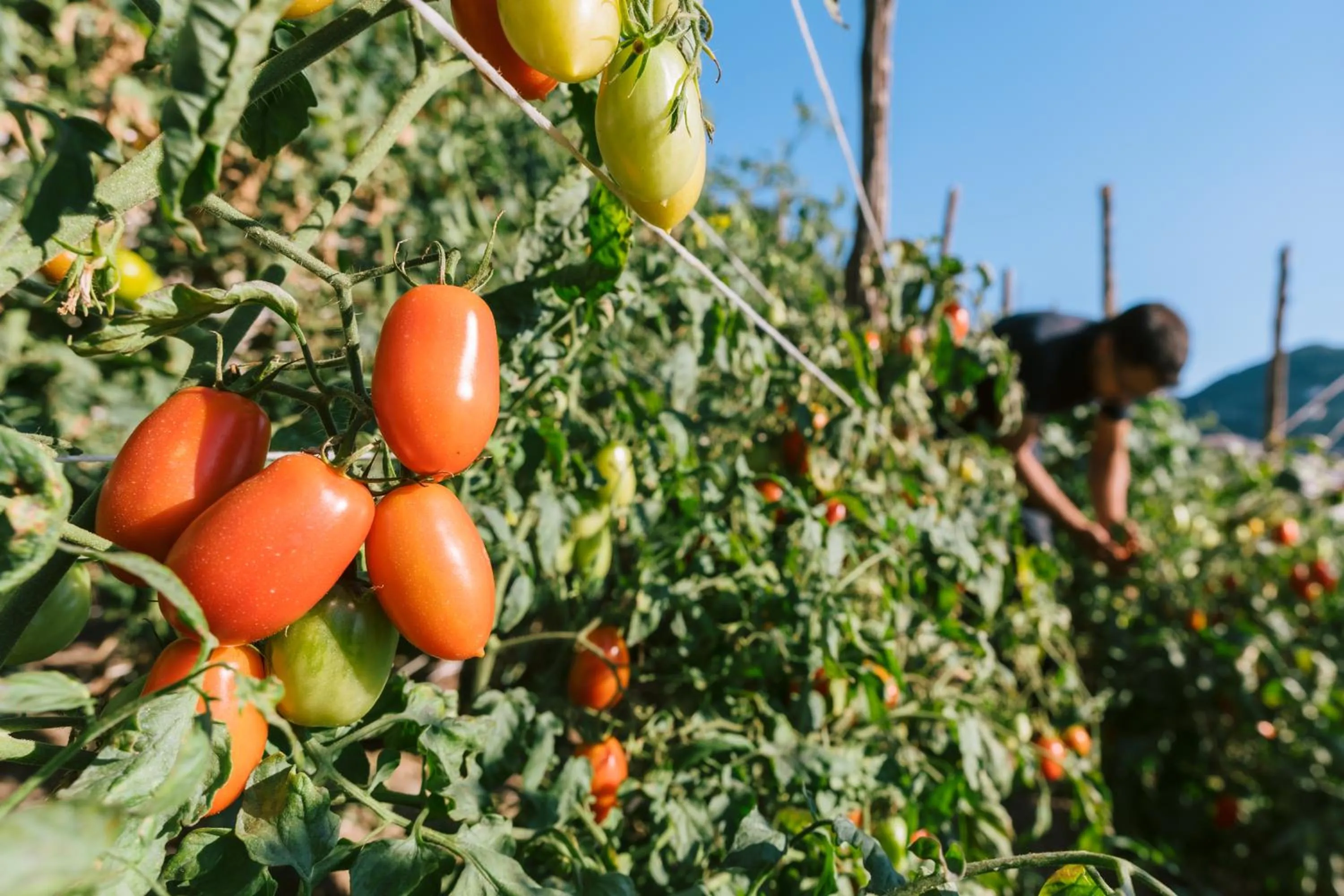Natural landscape in Palazzo Pascal