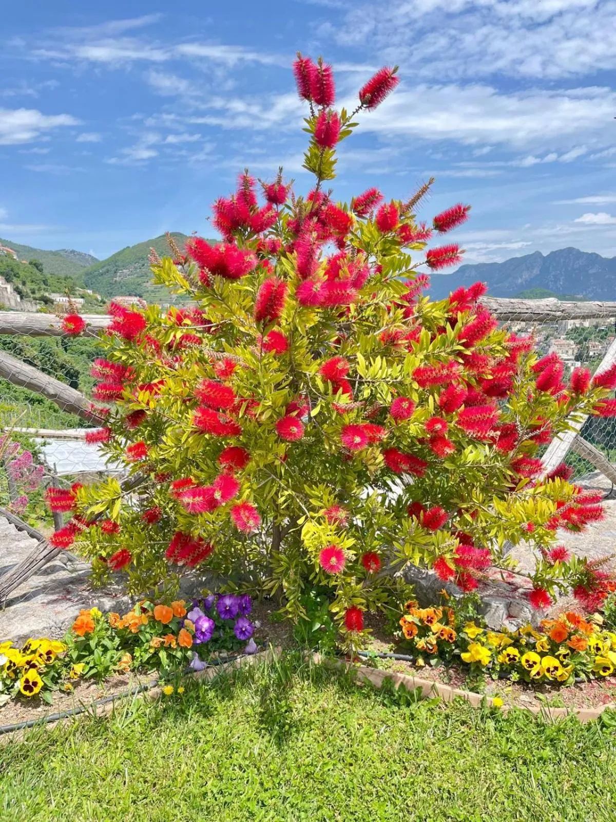 Garden in Palazzo Pascal