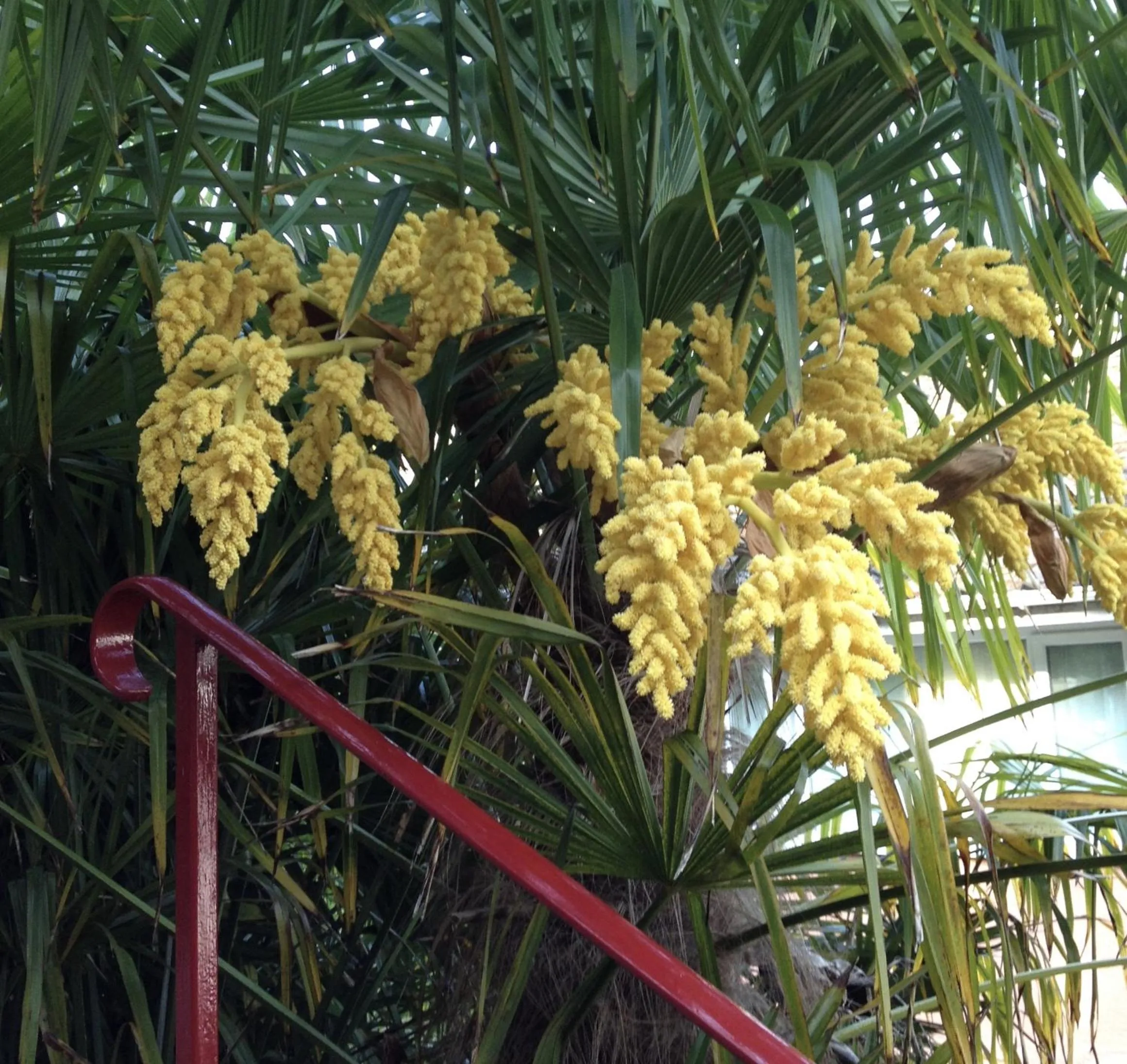 Garden in The Panorama