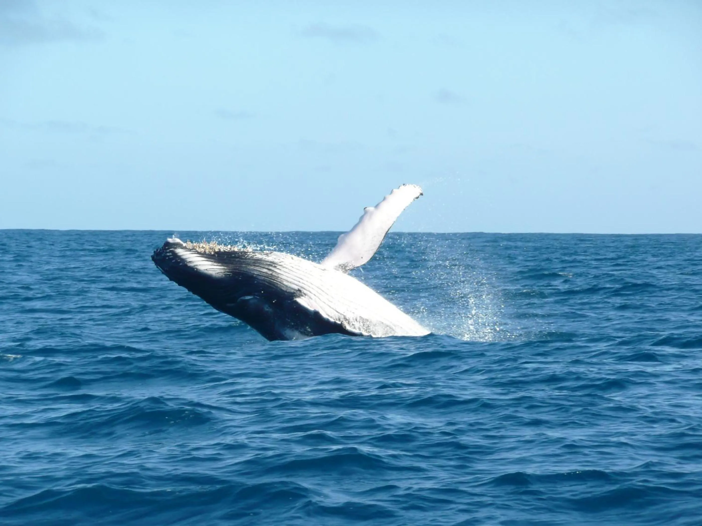 Sea view in Hotel Ecolodge Riake Resort & Villa