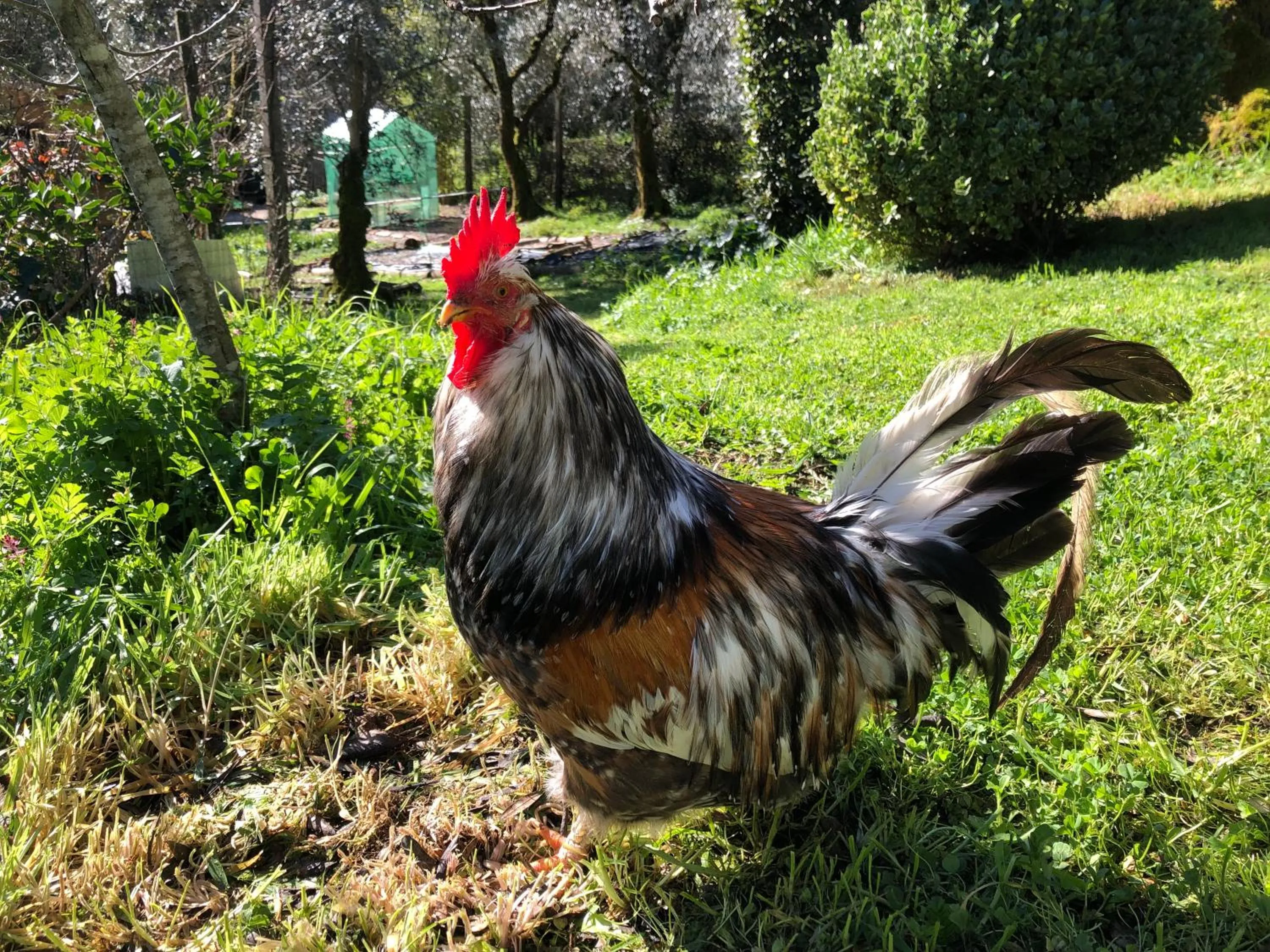 Garden in House Of The Three Marias