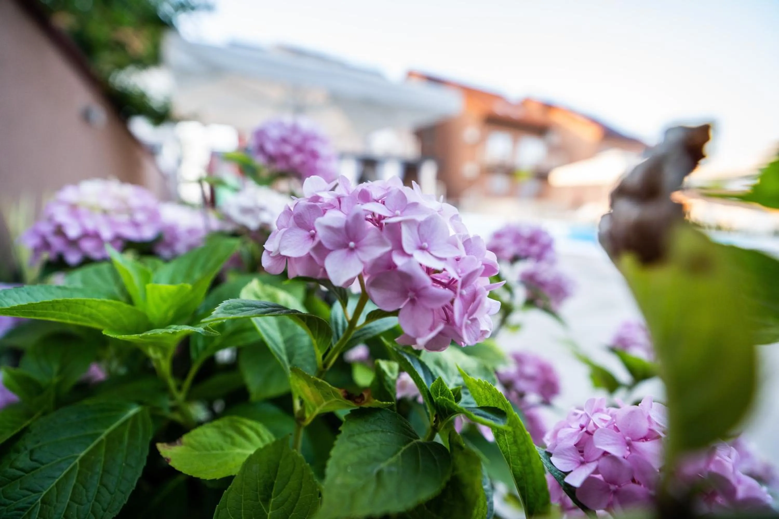 Swimming pool in Villa Biser Dunava