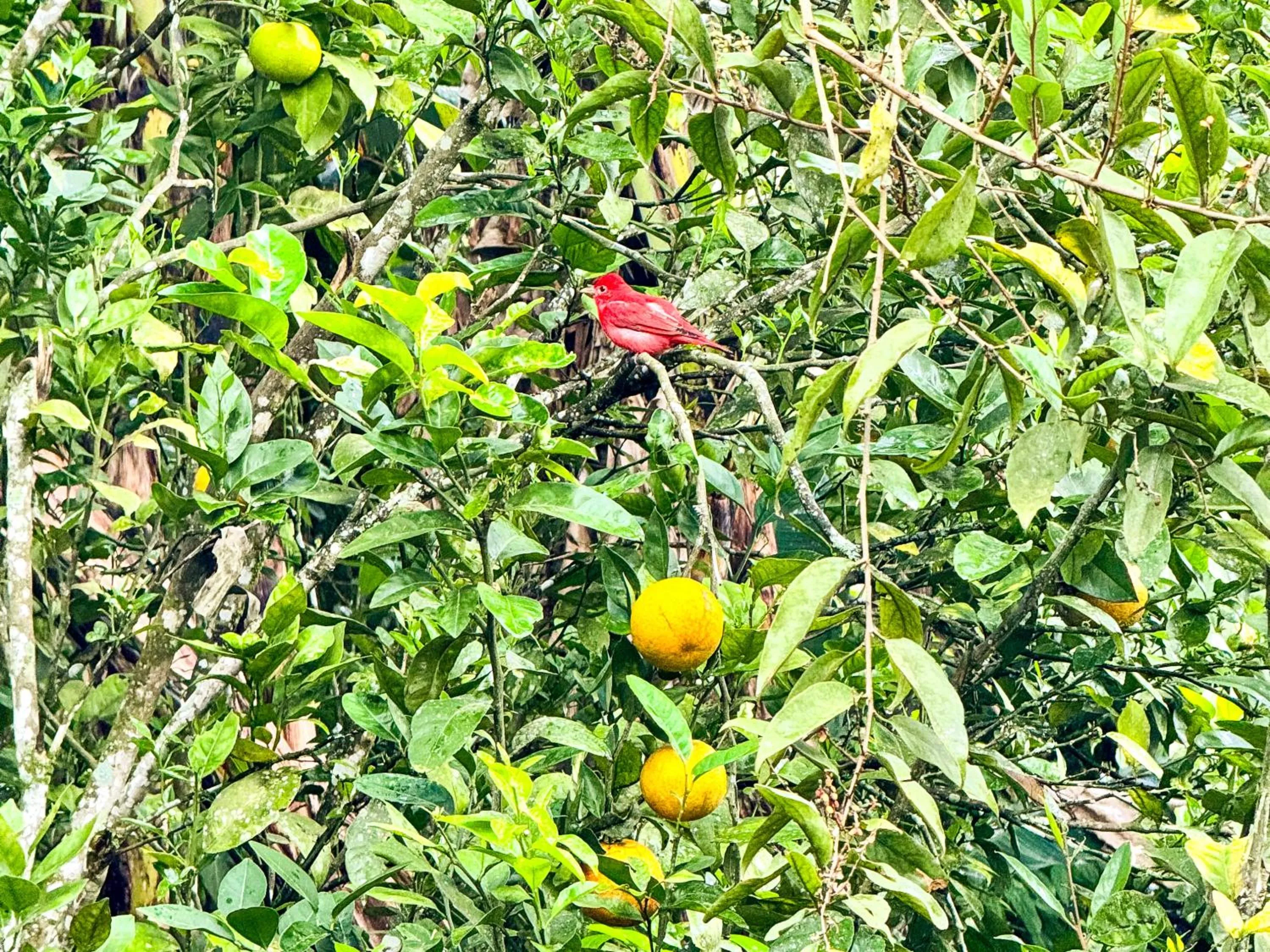 Garden in Tierra Maravilla