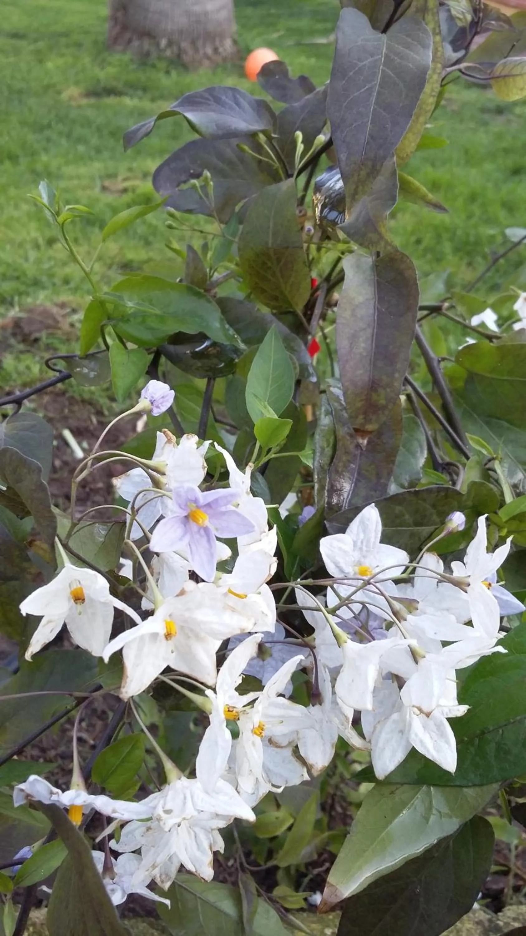 Natural landscape in casa di campagna dal pozzo