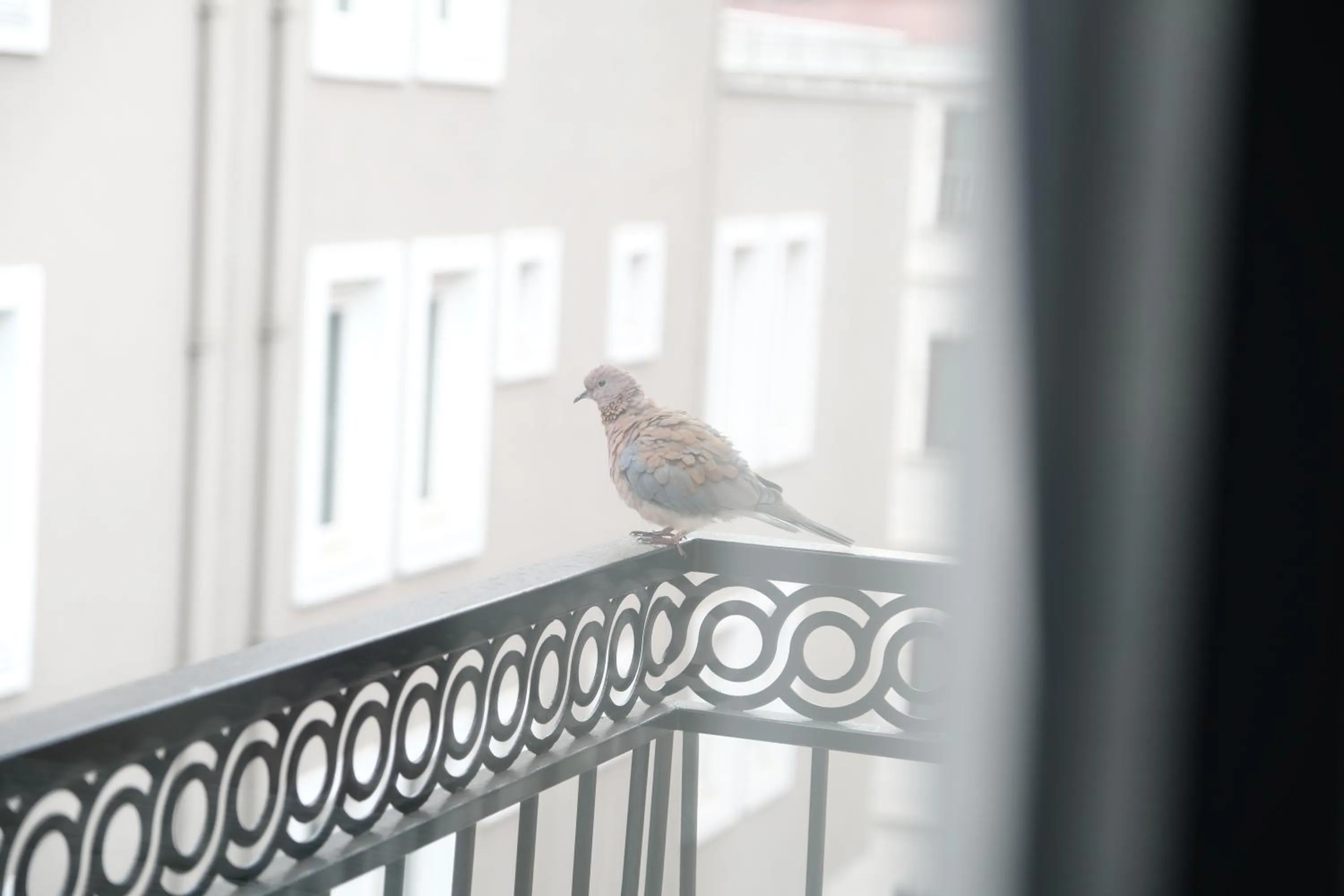 View (from property/room) in Yellow Mansion