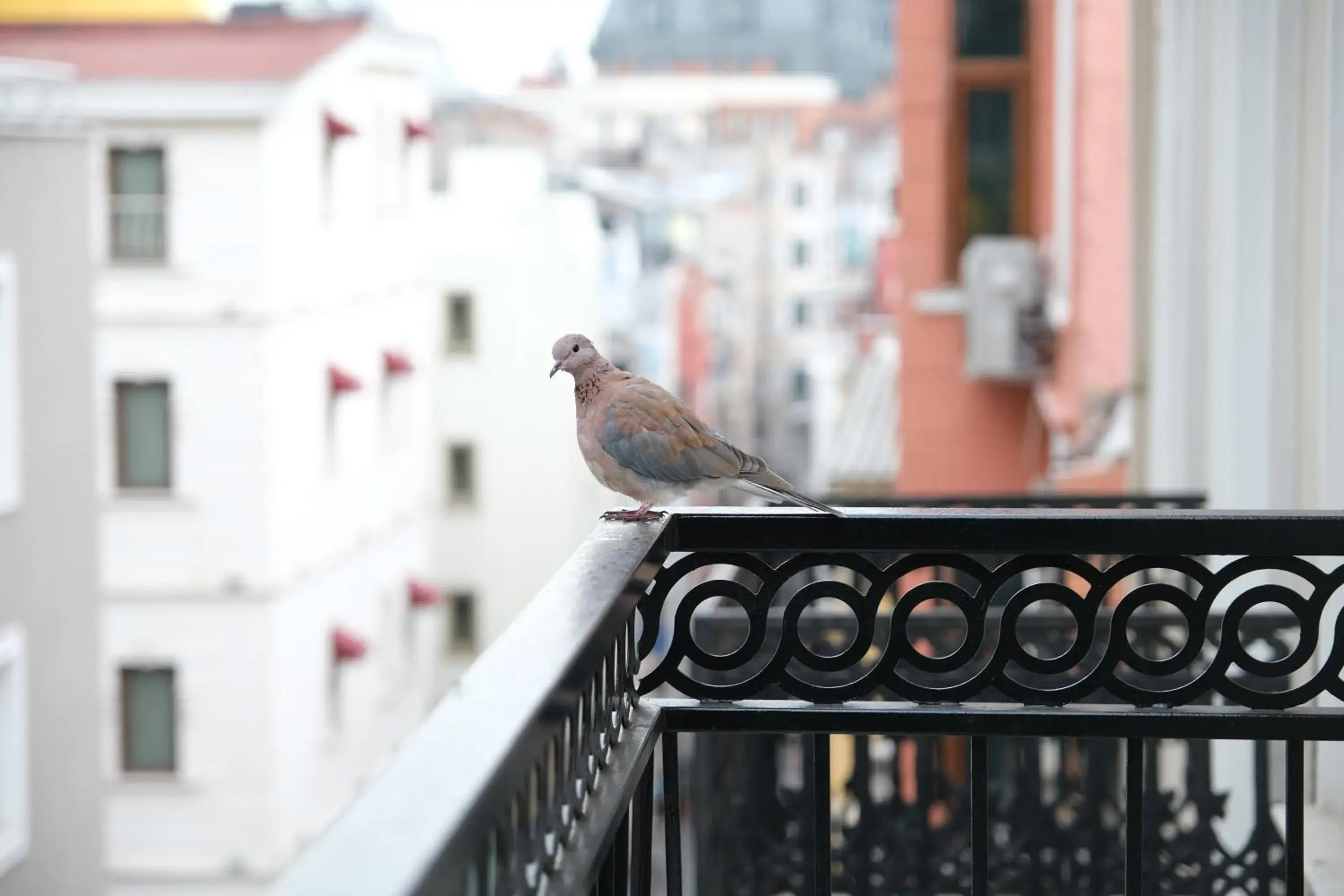 Queen Room with Balcony in Yellow Mansion Queen Room with Balcony in Yellow Mansion