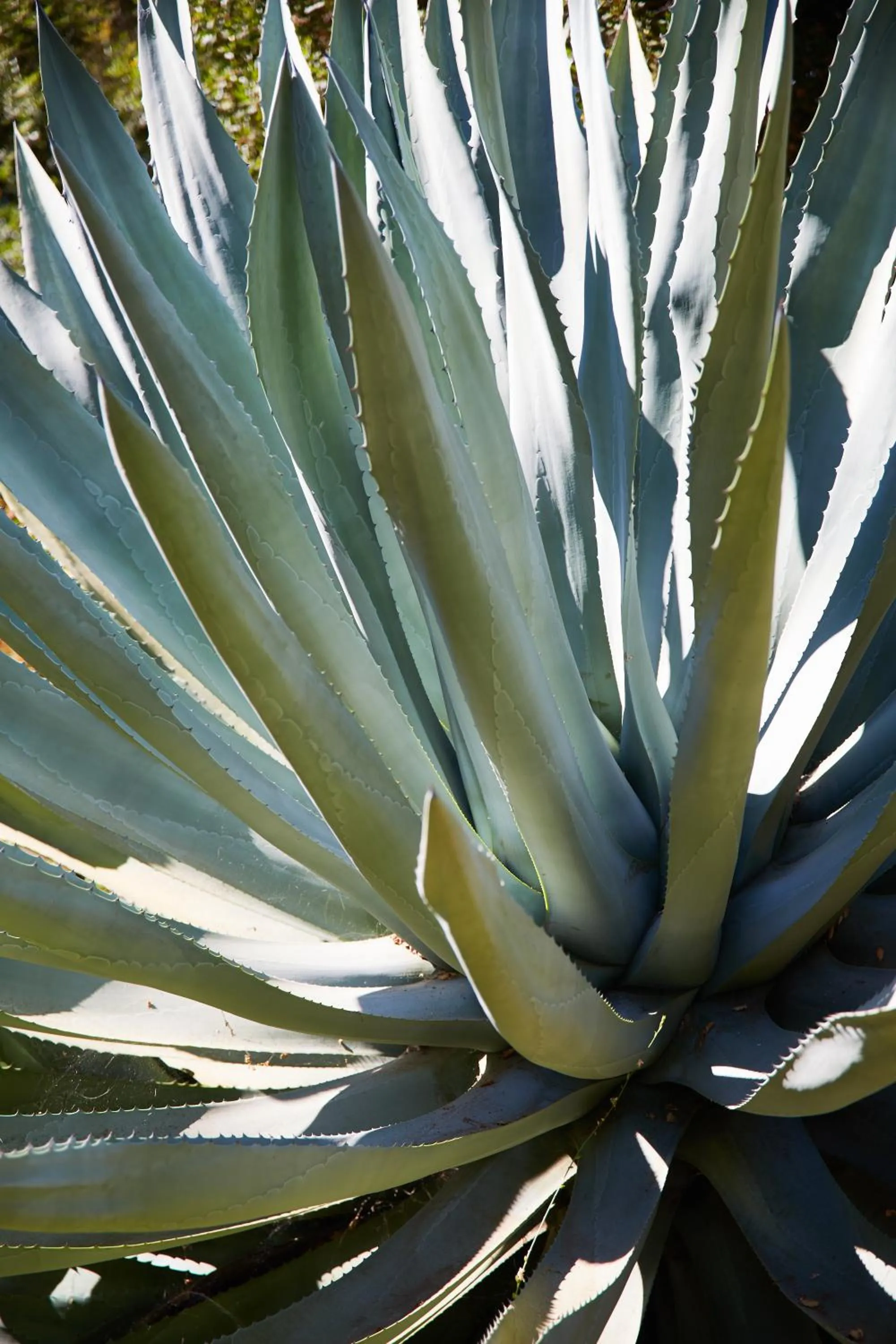Day in Mine and Farm, The Inn at Guerneville, CA