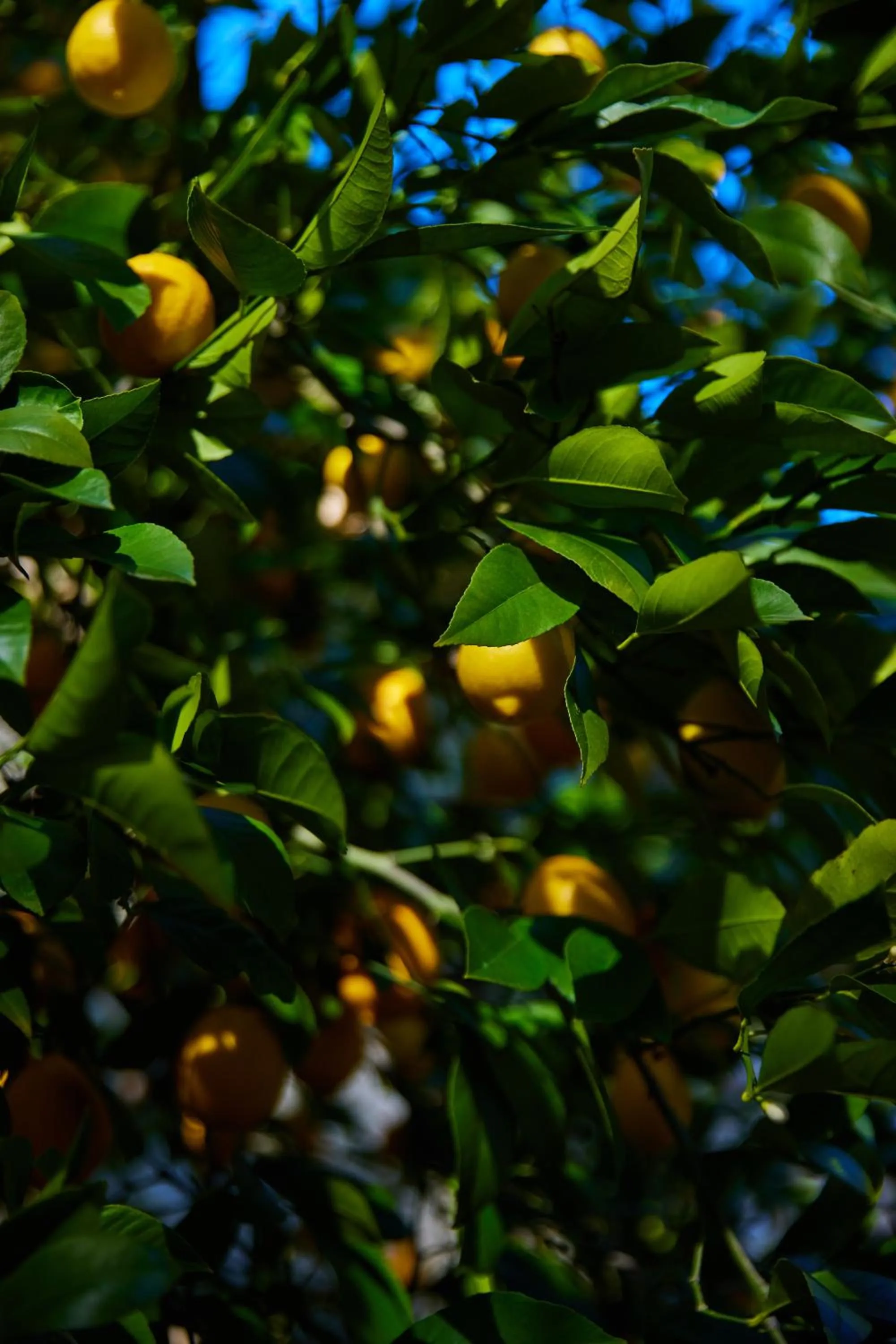 Property building in Mine and Farm, The Inn at Guerneville, CA