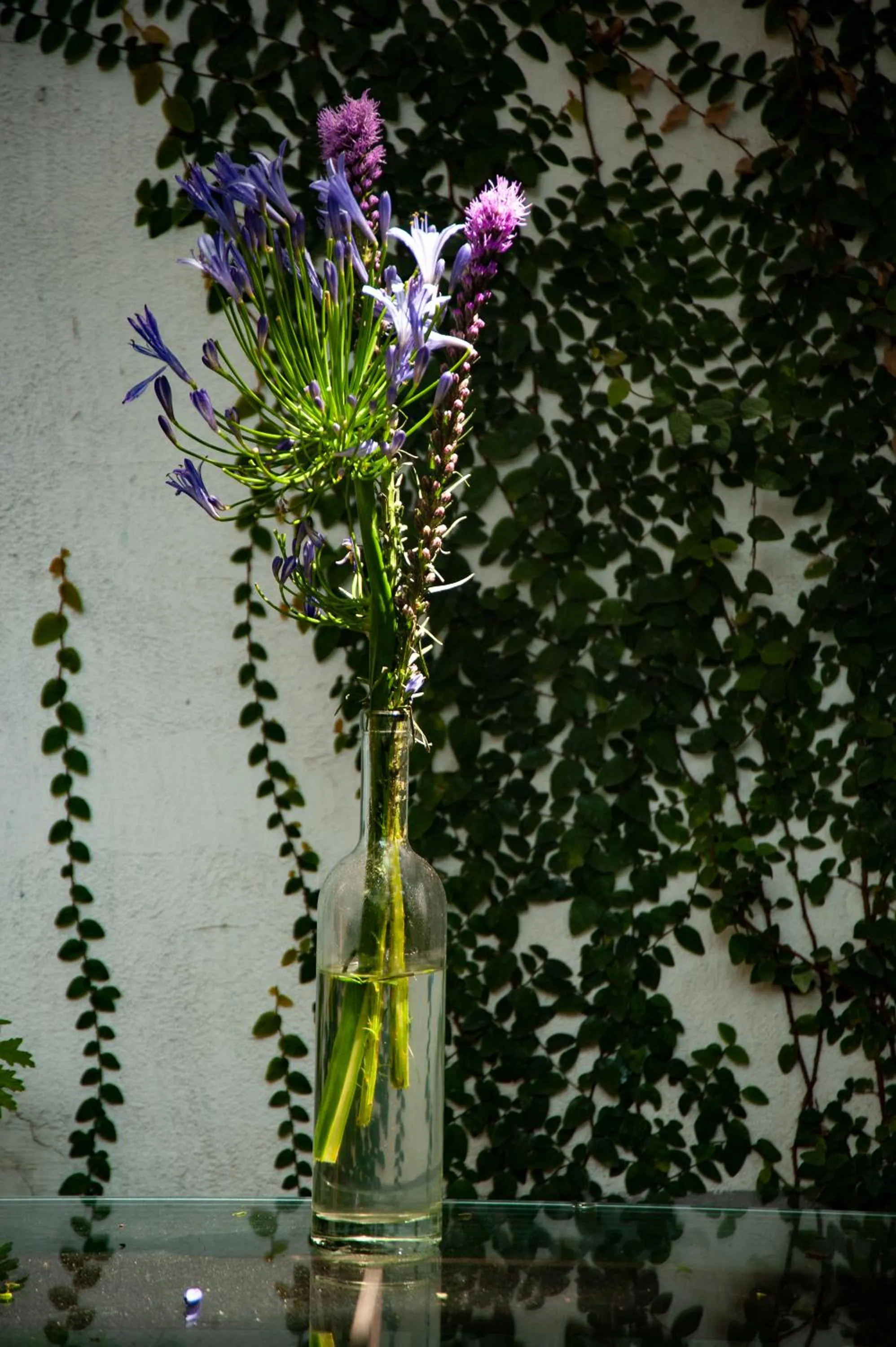 Garden in Chalet del Carmen, Coyoacán